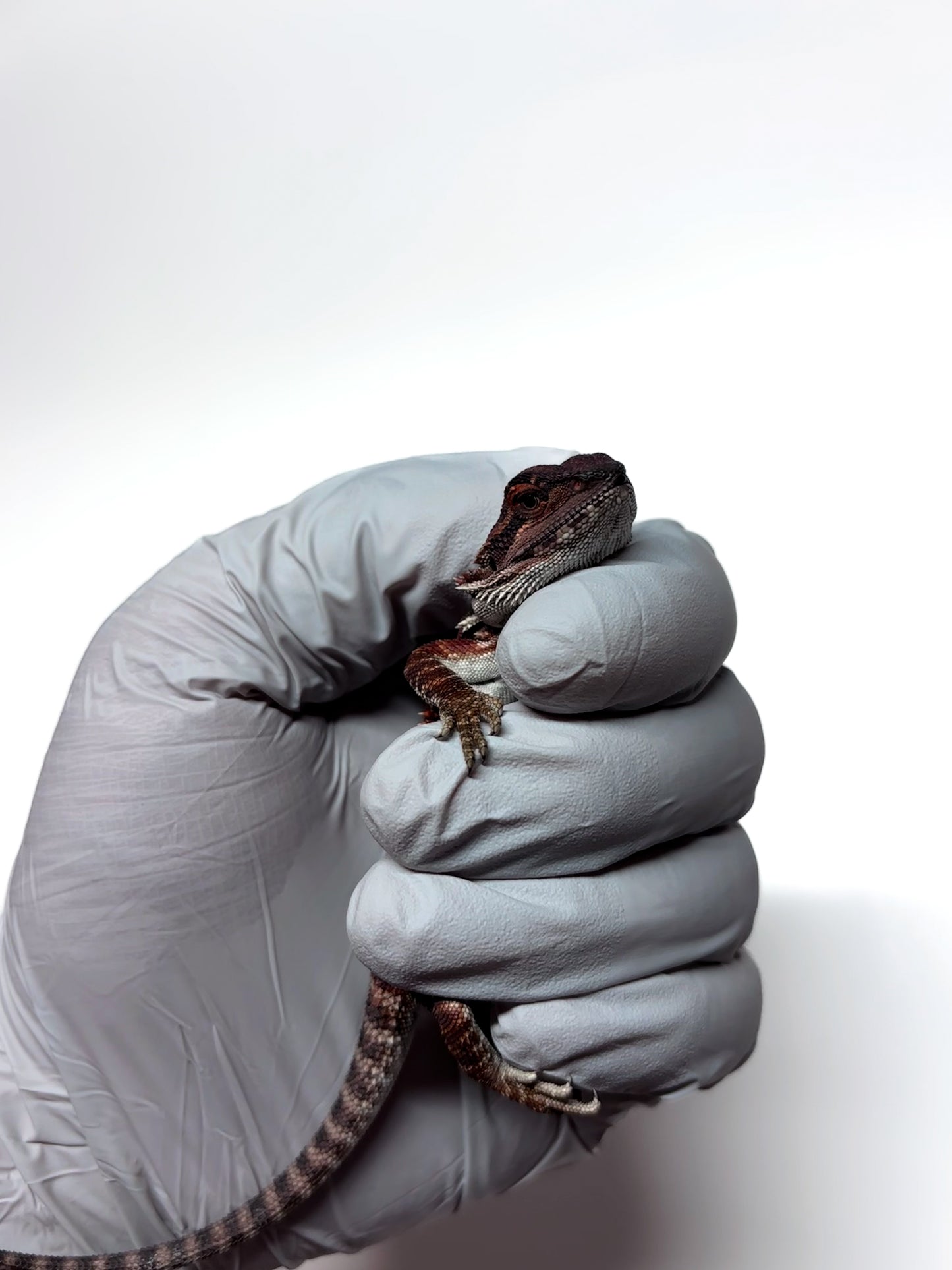 🖤#15 Dark Red Monster🖤