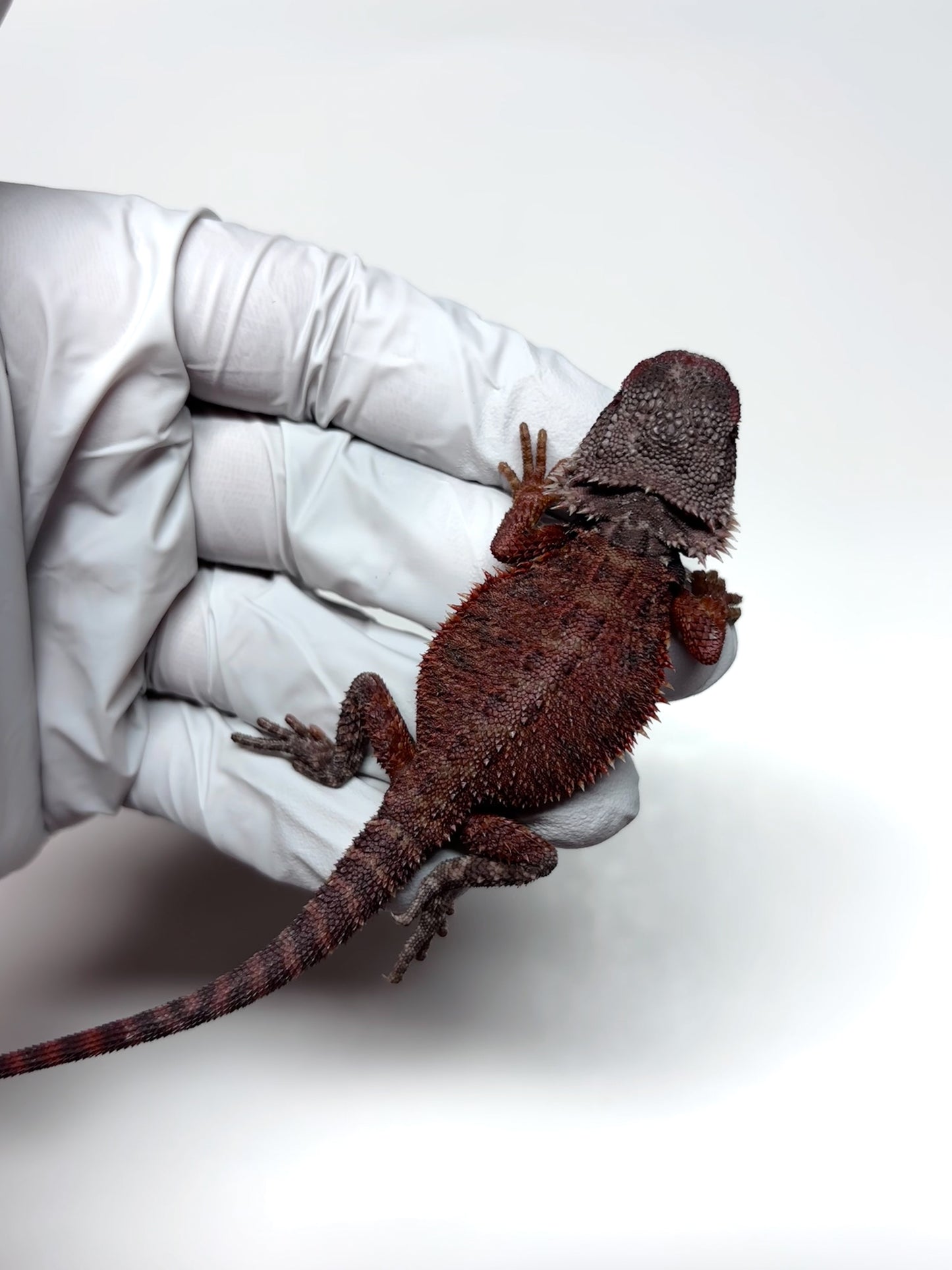 🩸#23 Red Monster Trans Tiger🩸