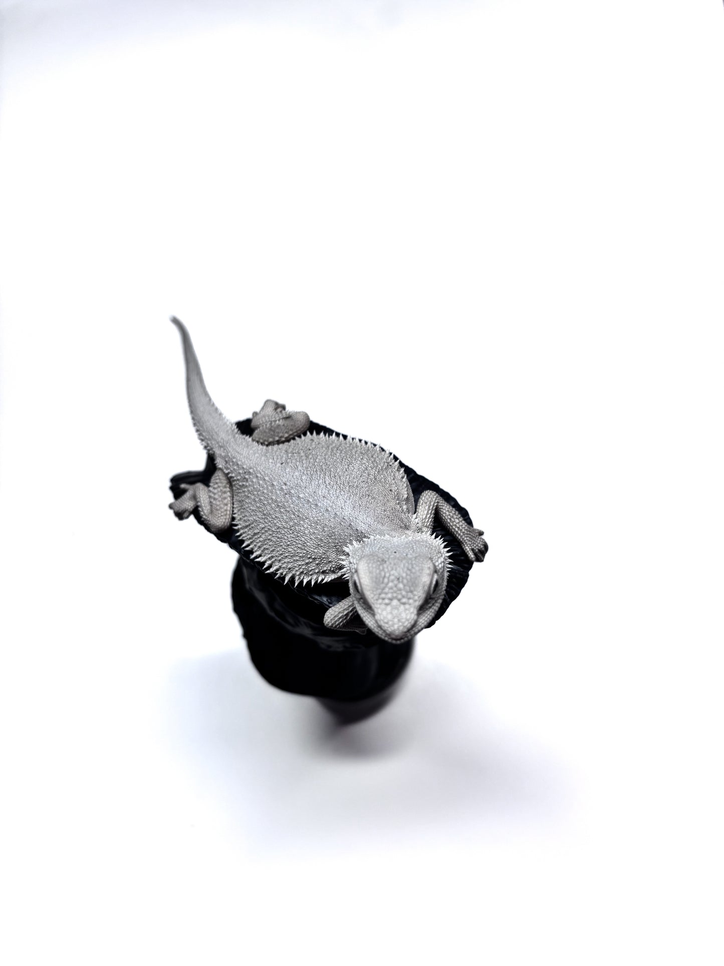 ❄️#14 Hypo Zero❄️