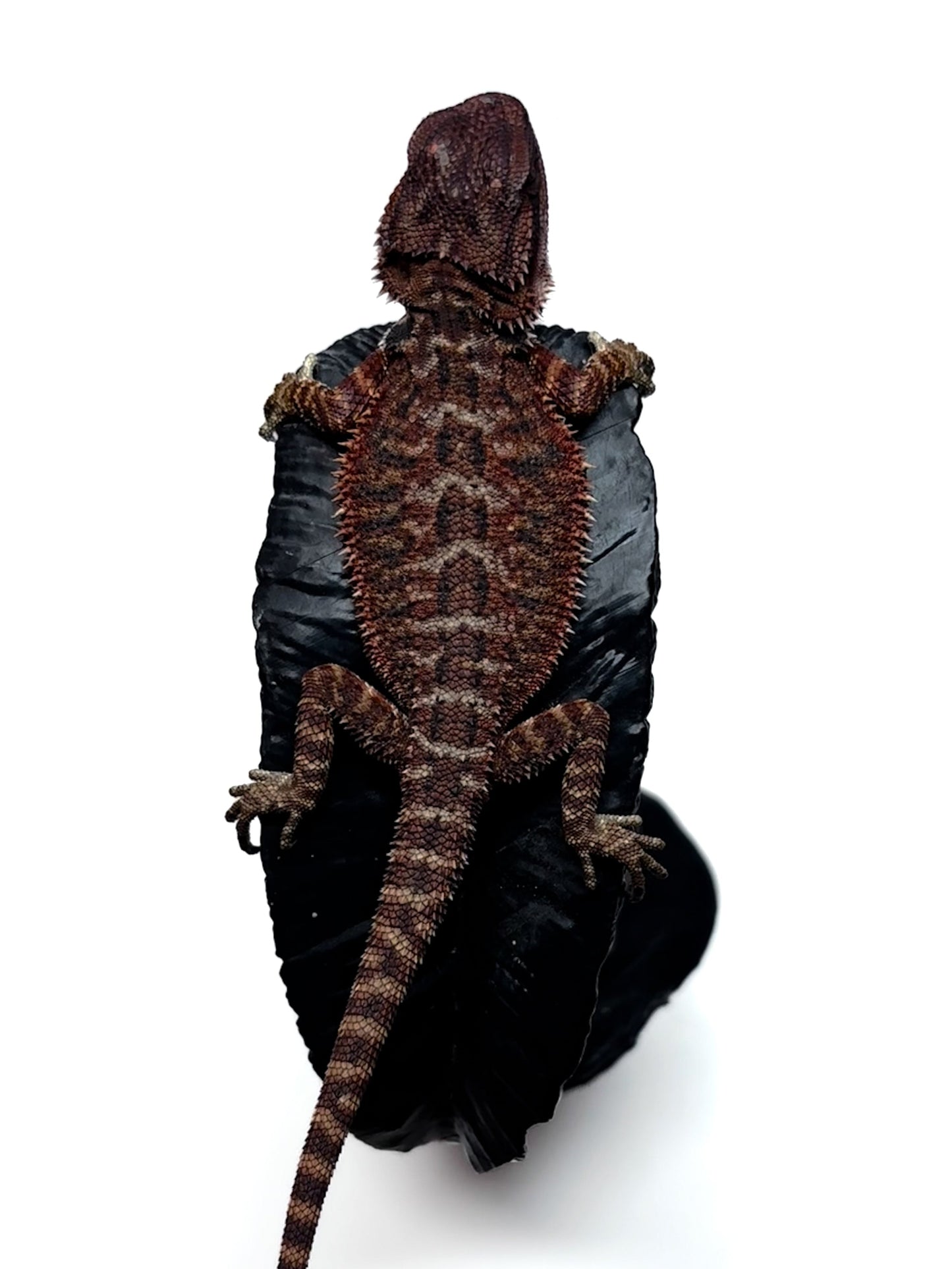 🩸#17 Extreme Dark RED MONSTER🩸