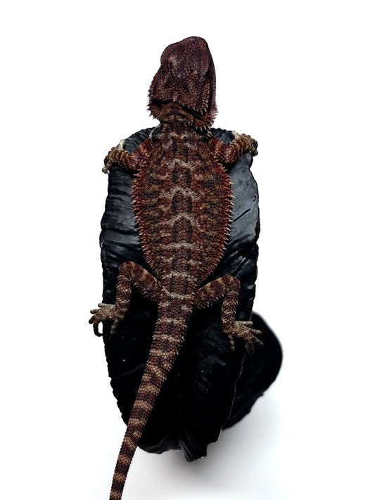 🩸#17 Extreme Dark RED MONSTER🩸