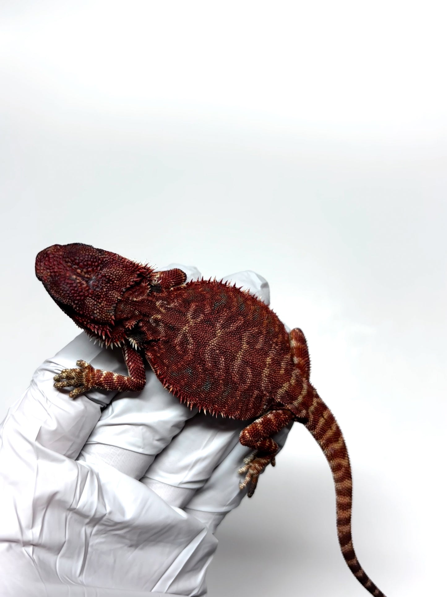 🩸#8 Extreme Dark Red Monster Leather🩸