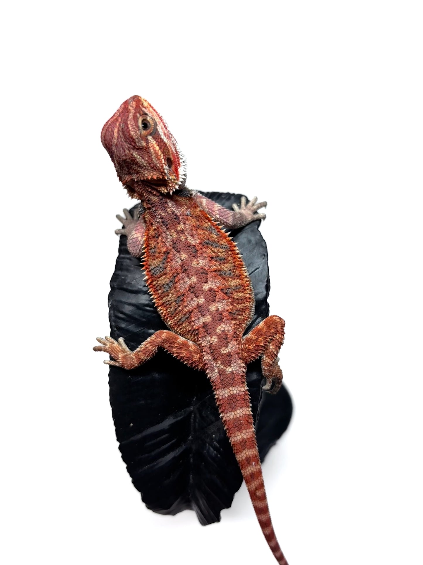 🔥 #27 Half Red Monster Hypo Tiger