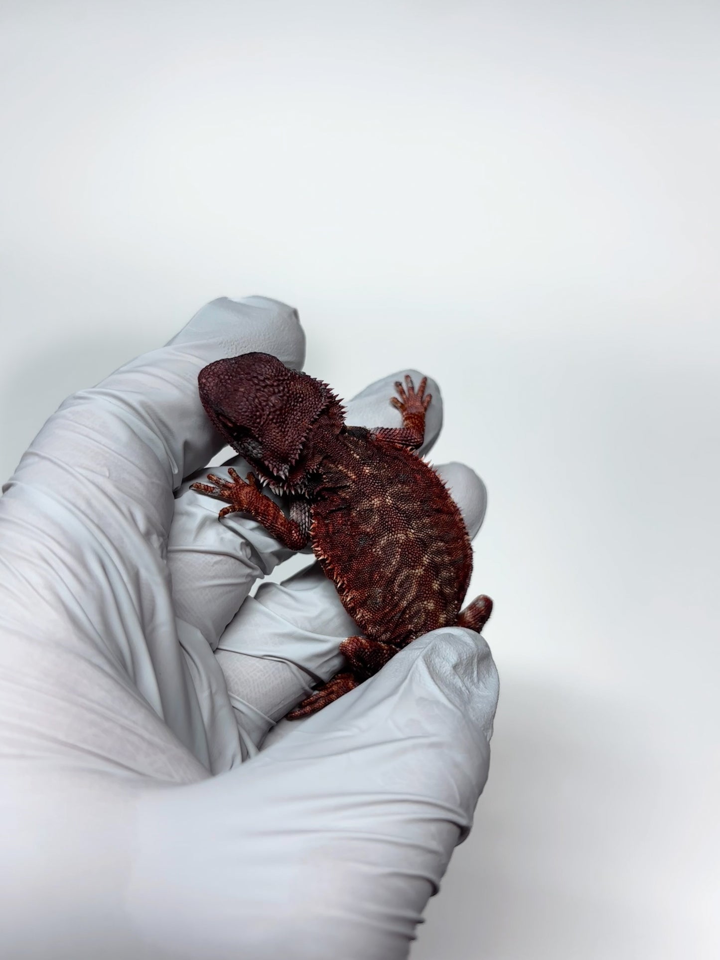 🩸🩸#10 Extreme Dark Red Monster Leatherback🩸🩸(HOLDBACK RELEASE)