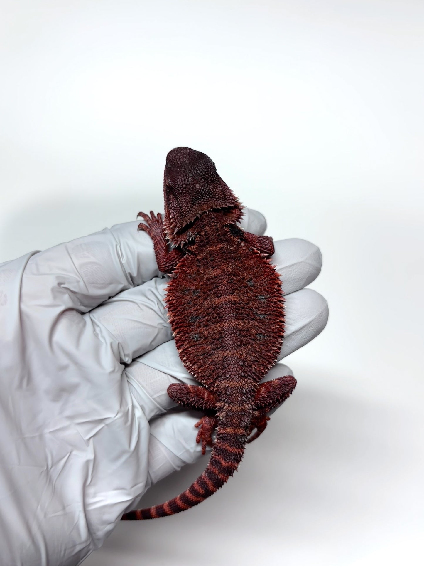 🩸#13 Extreme Dark Red Monster🩸