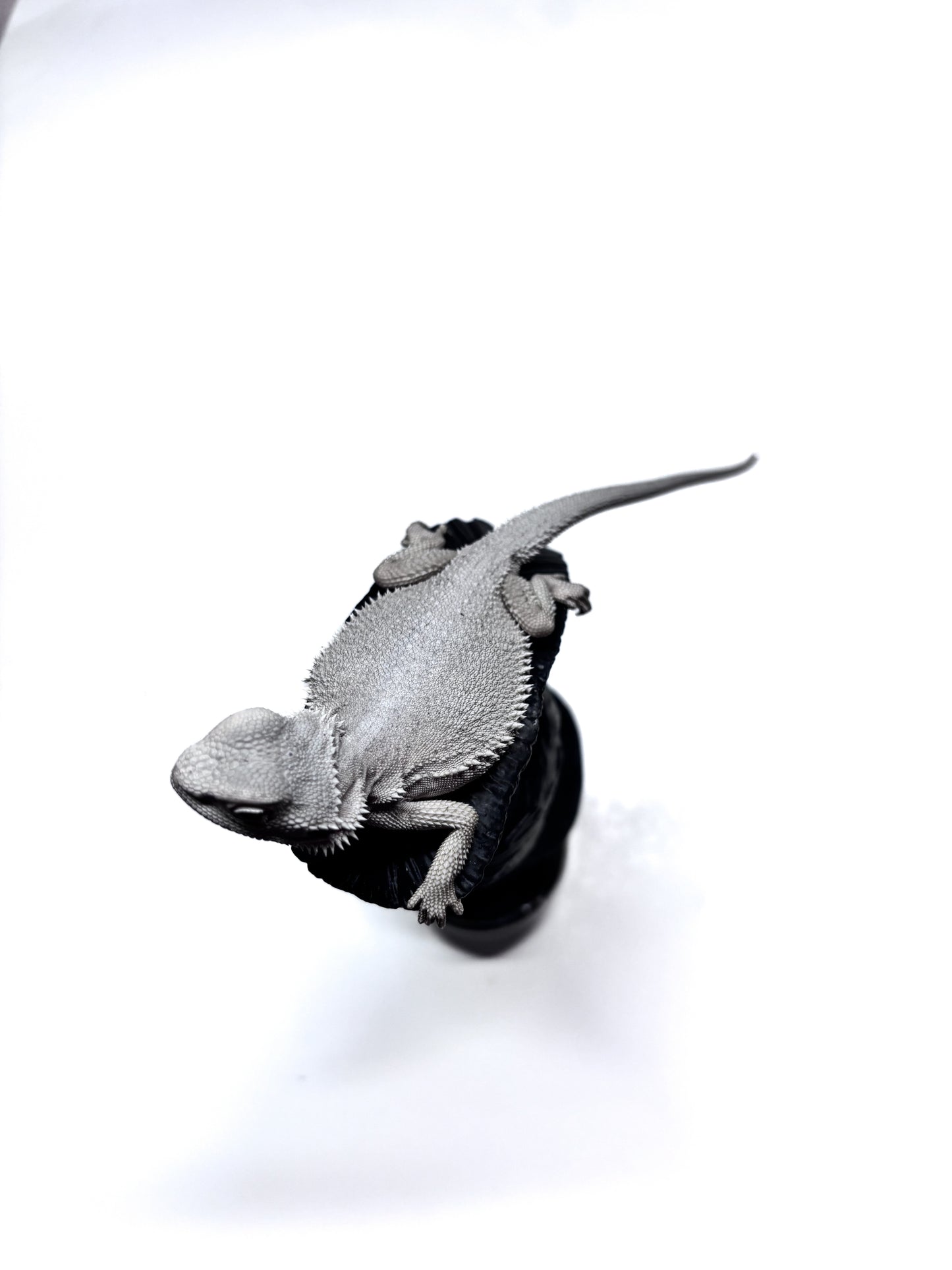 ❄️#14 Hypo Zero❄️