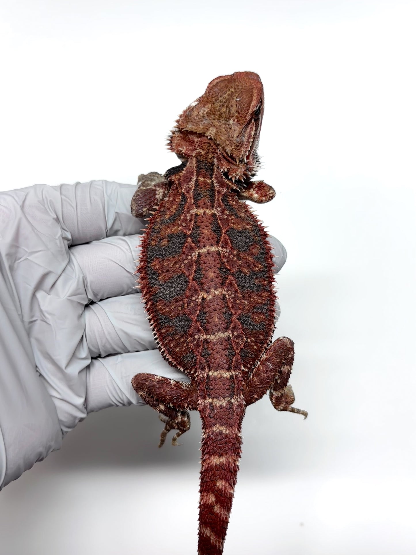 🔥#25 Red Extreme Blue Tiger🔥