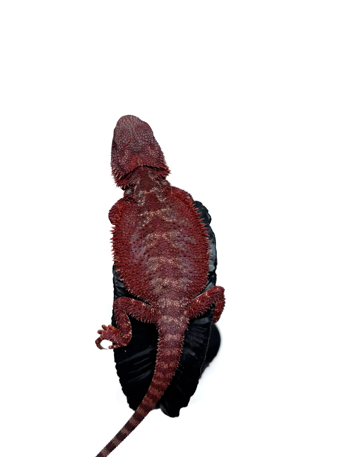 🔥🛑#2 Extreme Dark Hypo RED MONSTER 🛑🔥(Holdback Release)
