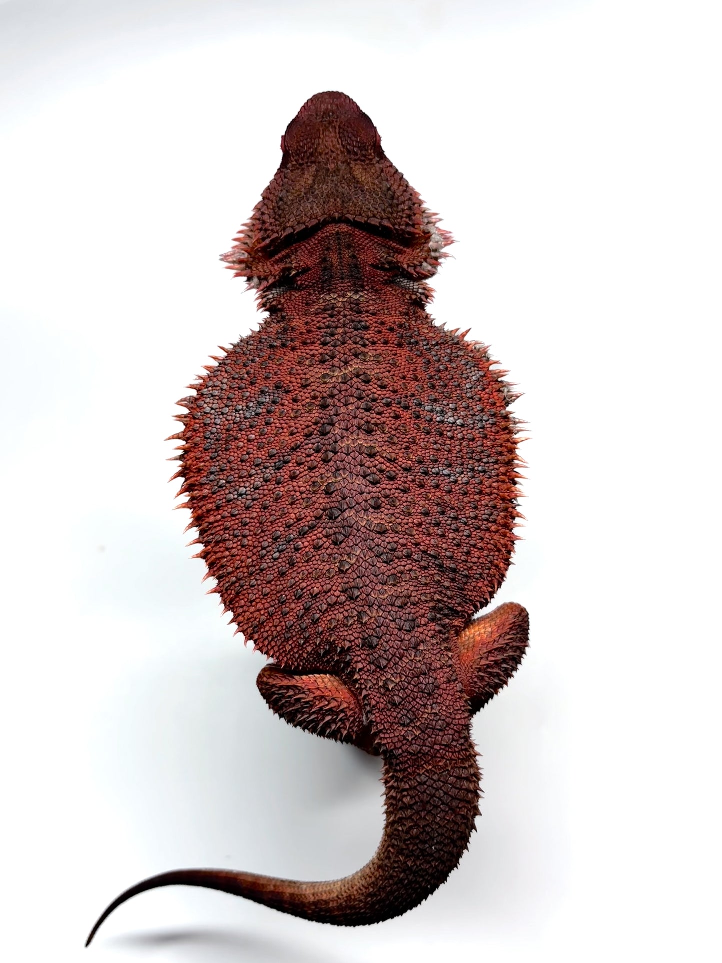 ❄️🩸#1 ADULT Red Monster Blue Tiger🩸🐯(Holdback Release)