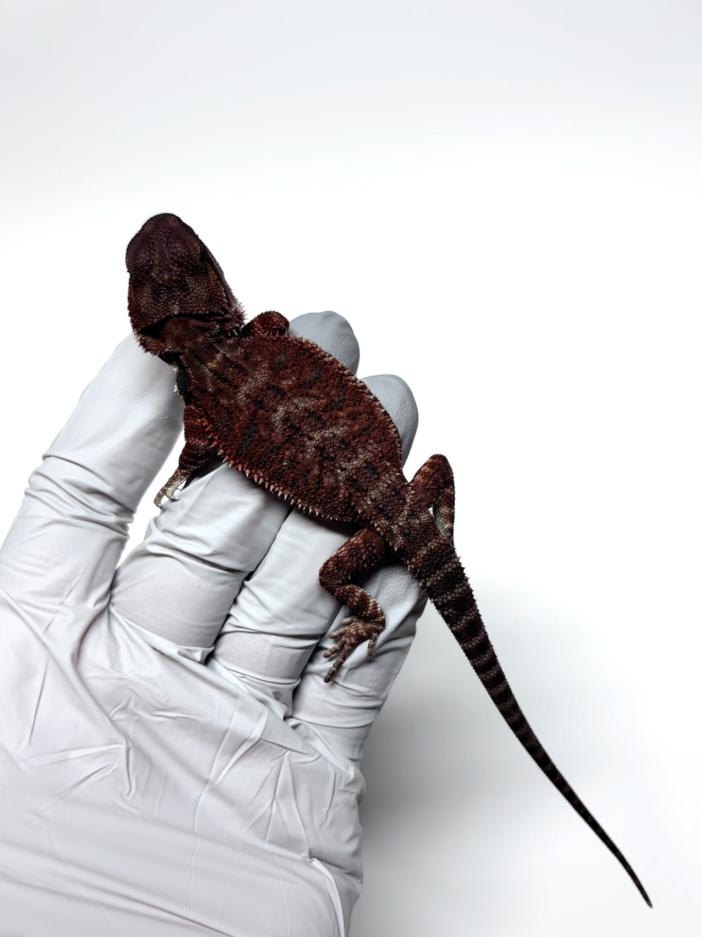 🖤#15 Dark Red Monster🖤