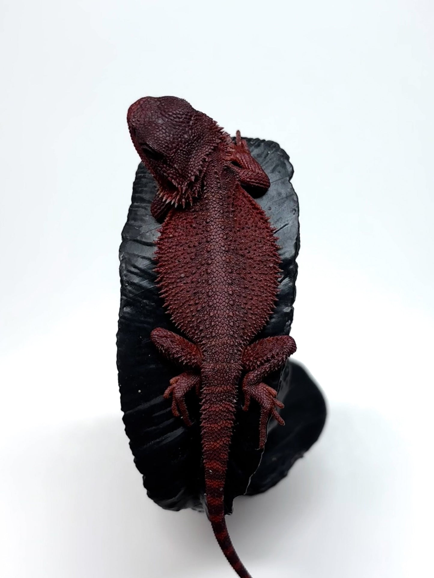 🩸#16 Extreme Dark Red Monster Trans🩸