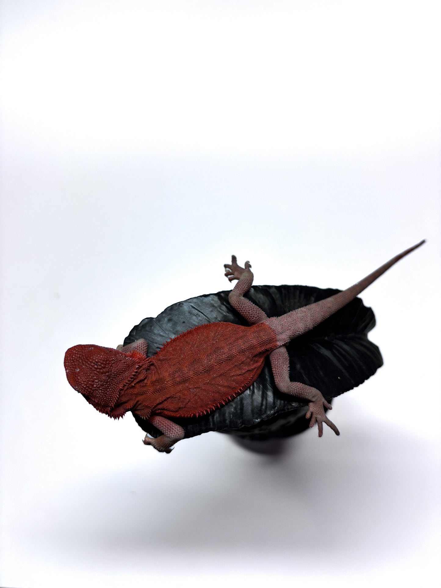 🩸#11 Extreme Red Monster Hypo Trans leather🩸