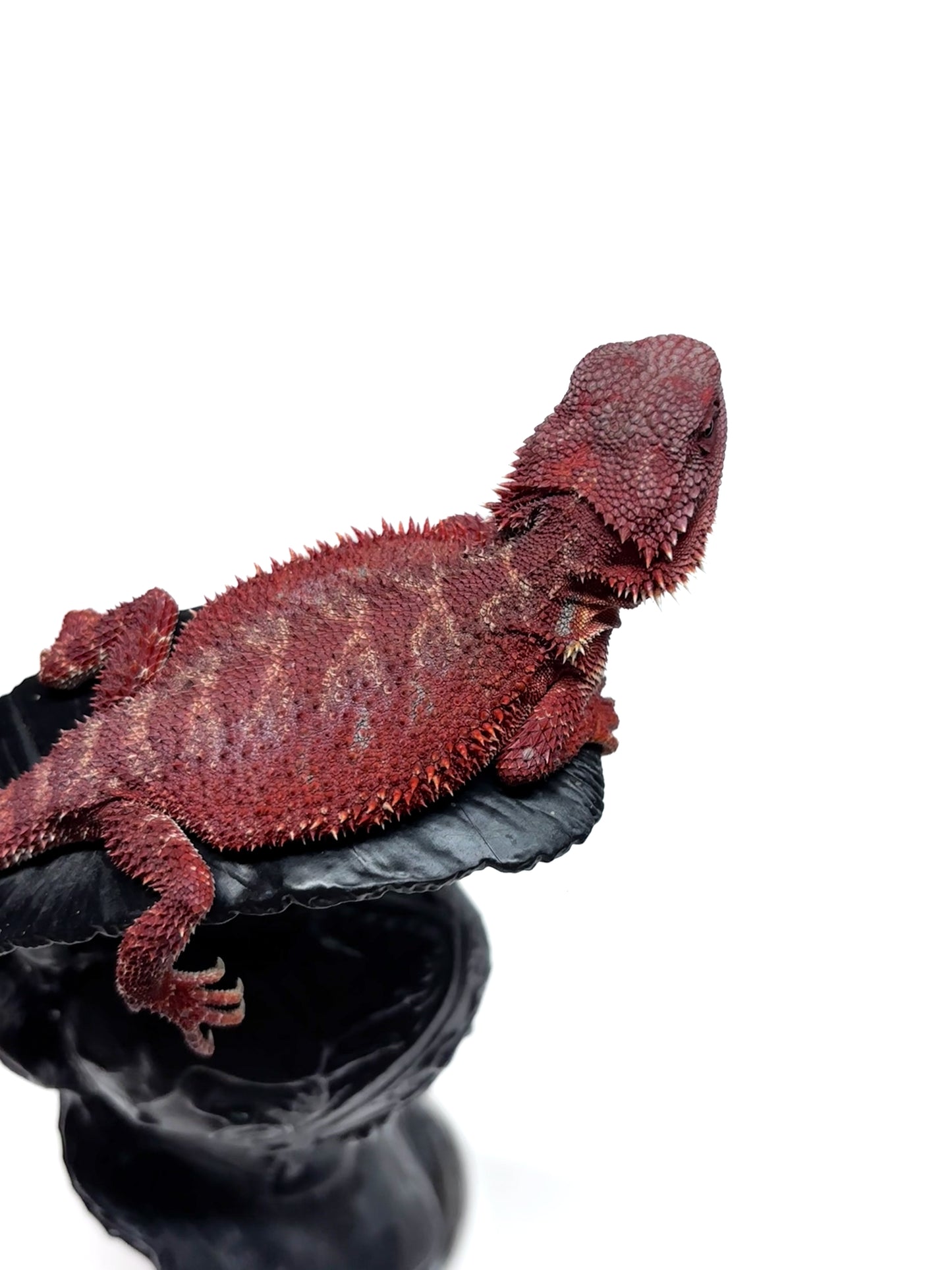 🔥🛑#2 Extreme Dark Hypo RED MONSTER 🛑🔥(Holdback Release)