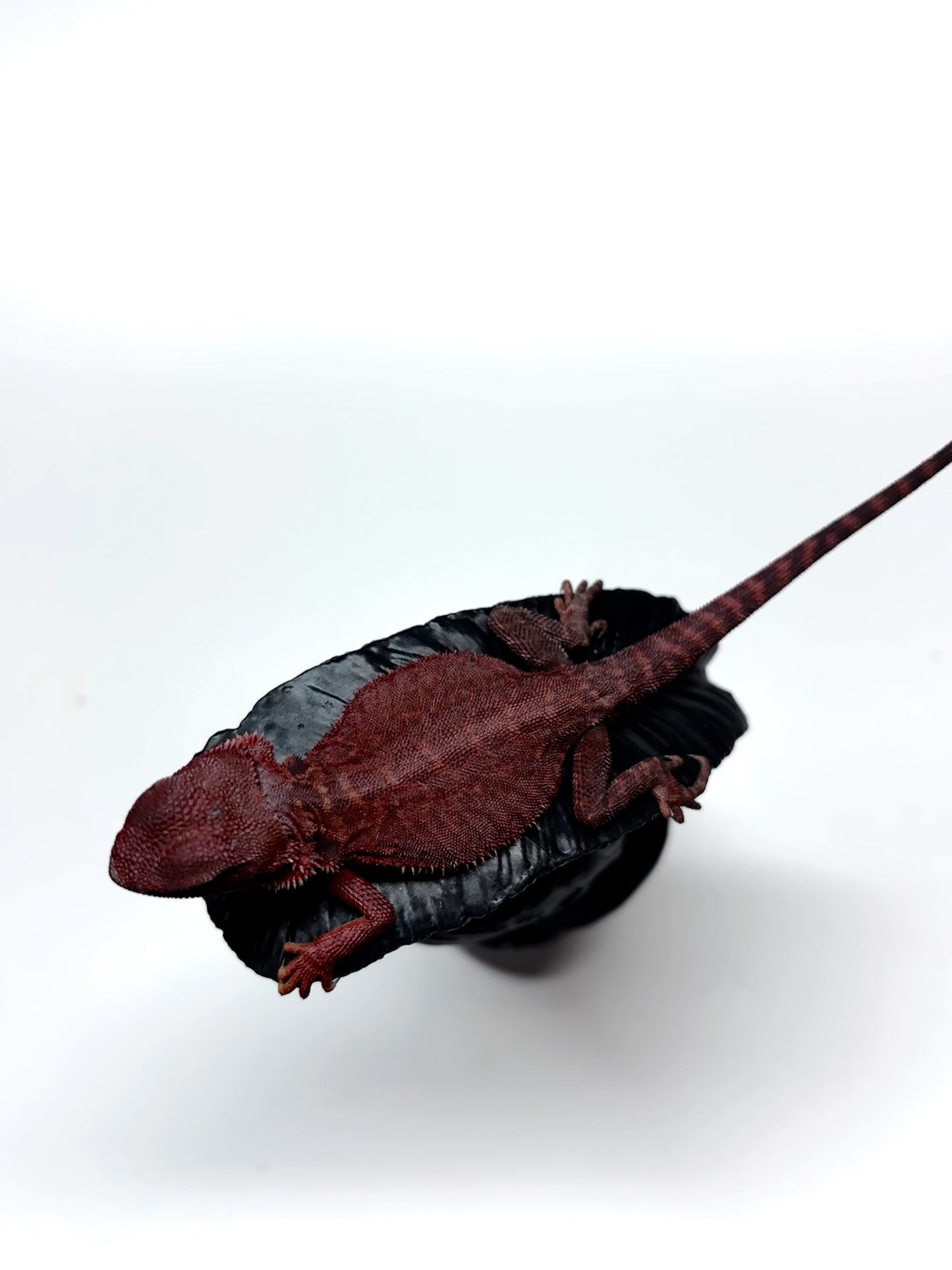 🩸#5 Extreme Dark Red Trans Monster🩸(HOLDBACK)