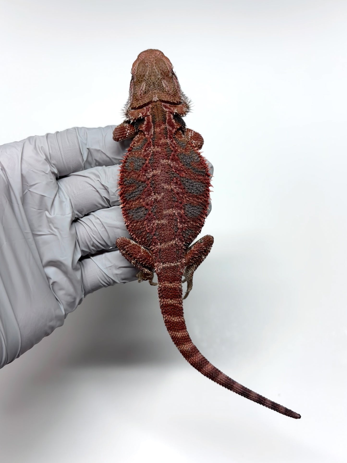 💙🔥#12 Red Blue Tiger 🔥💙