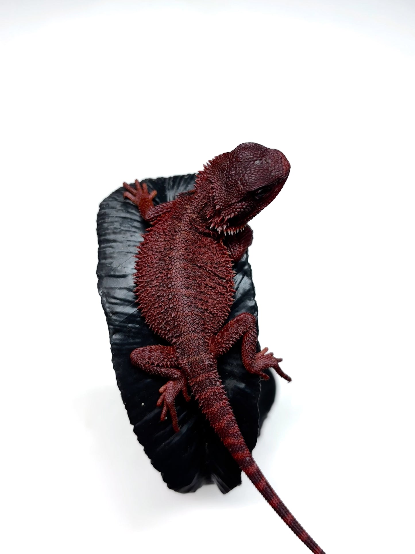 🩸#16 Extreme Dark Red Monster Trans🩸