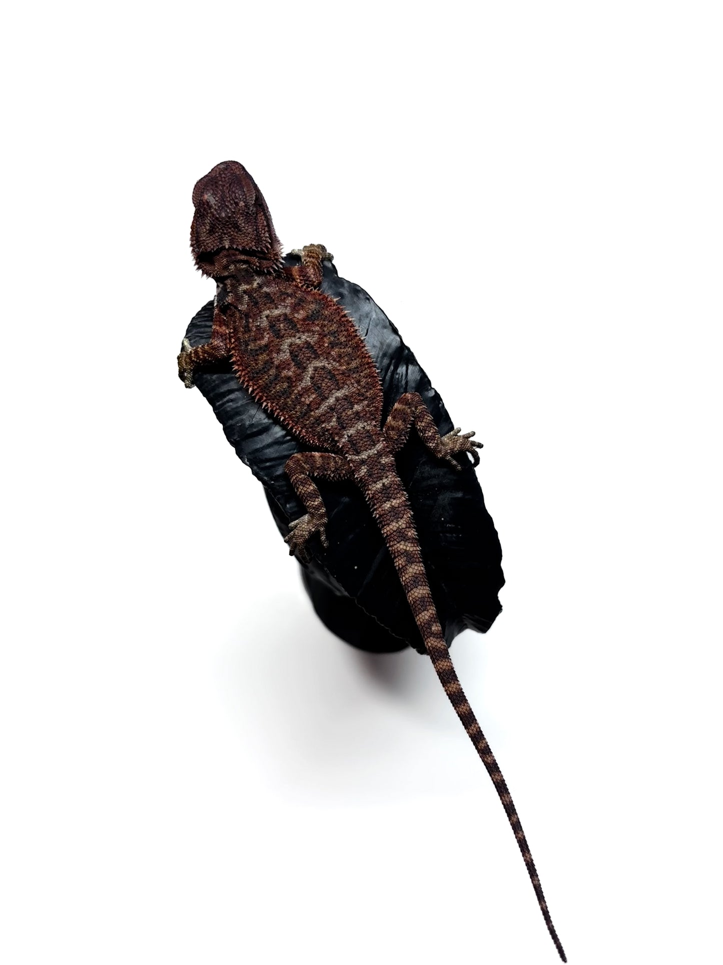 🩸#17 Extreme Dark RED MONSTER🩸