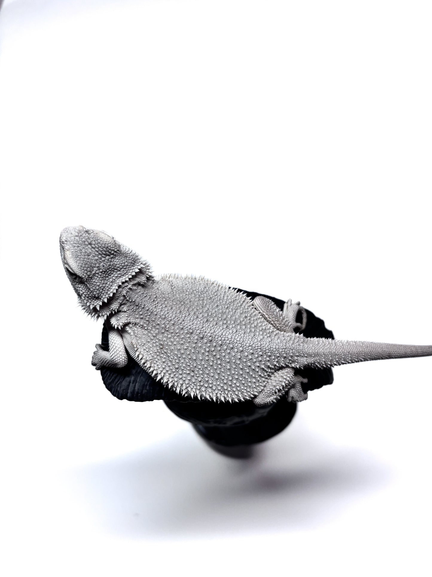 ❄️ #19 Hypo Zero❄️