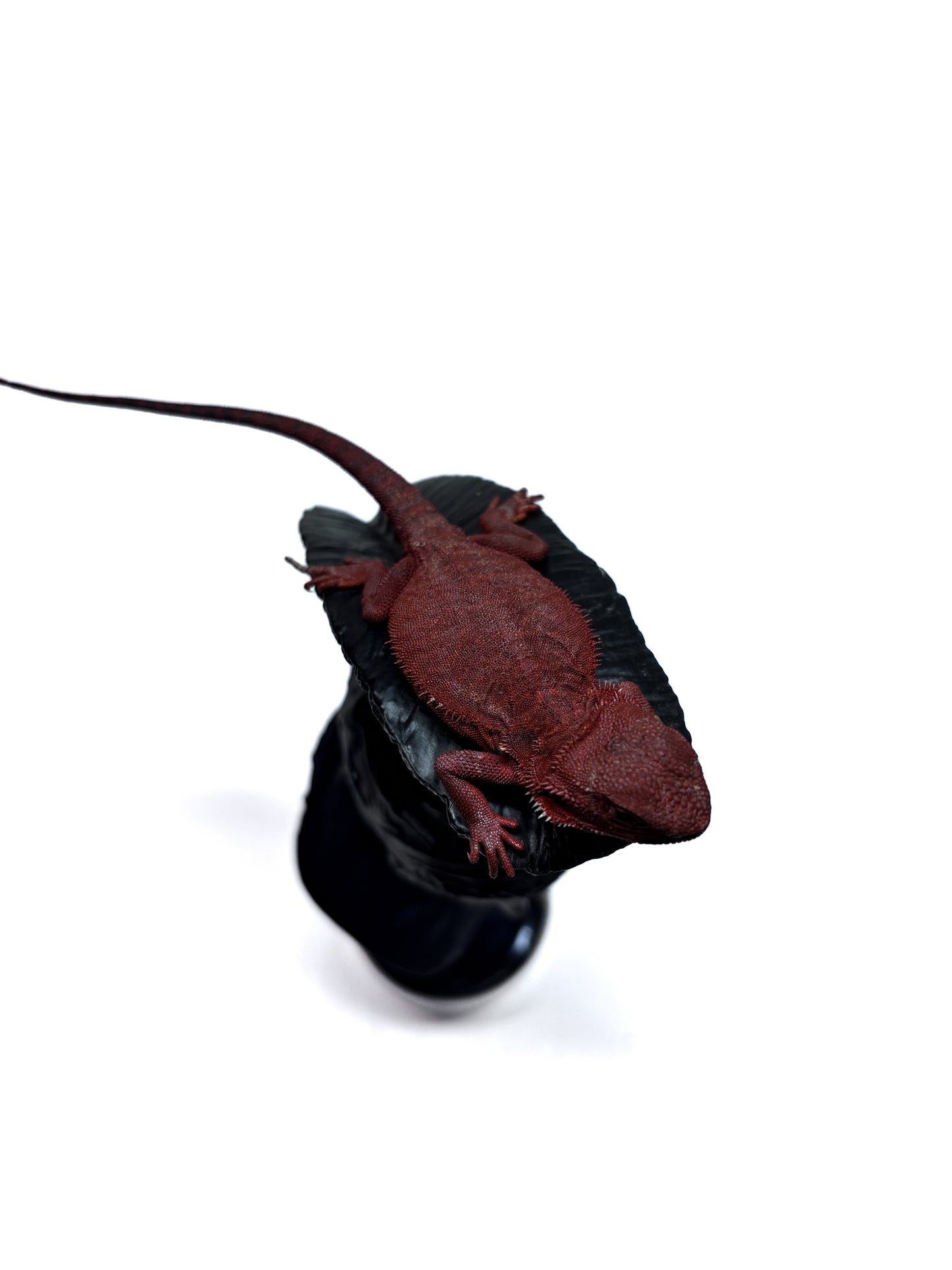 🩸#1 Red Monster Translucent Leatherback🩸(Holdback Release)