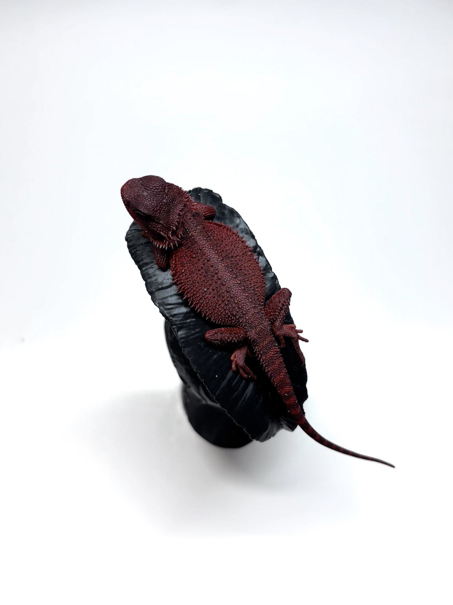 🩸#16 Extreme Dark Red Monster Trans🩸