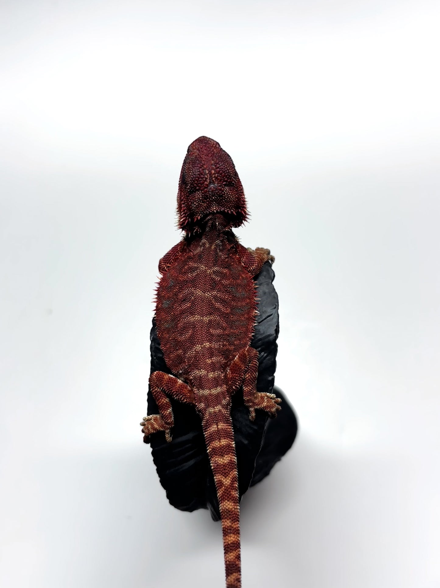 🩸#8 Extreme Dark Red Monster Leather🩸