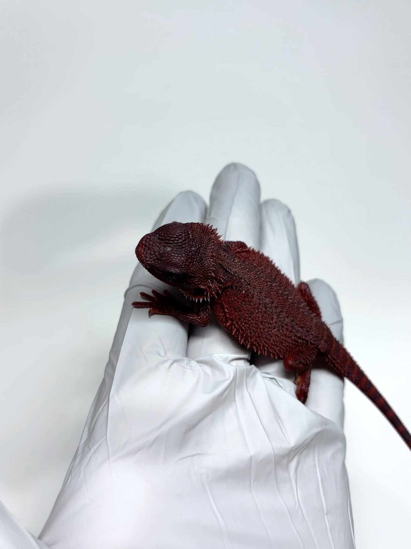 🩸#16 Extreme Dark Red Monster Trans🩸