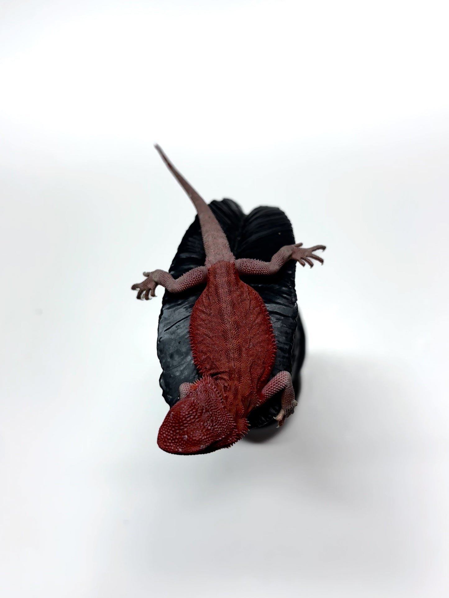 🩸#11 Extreme Red Monster Hypo Trans leather🩸