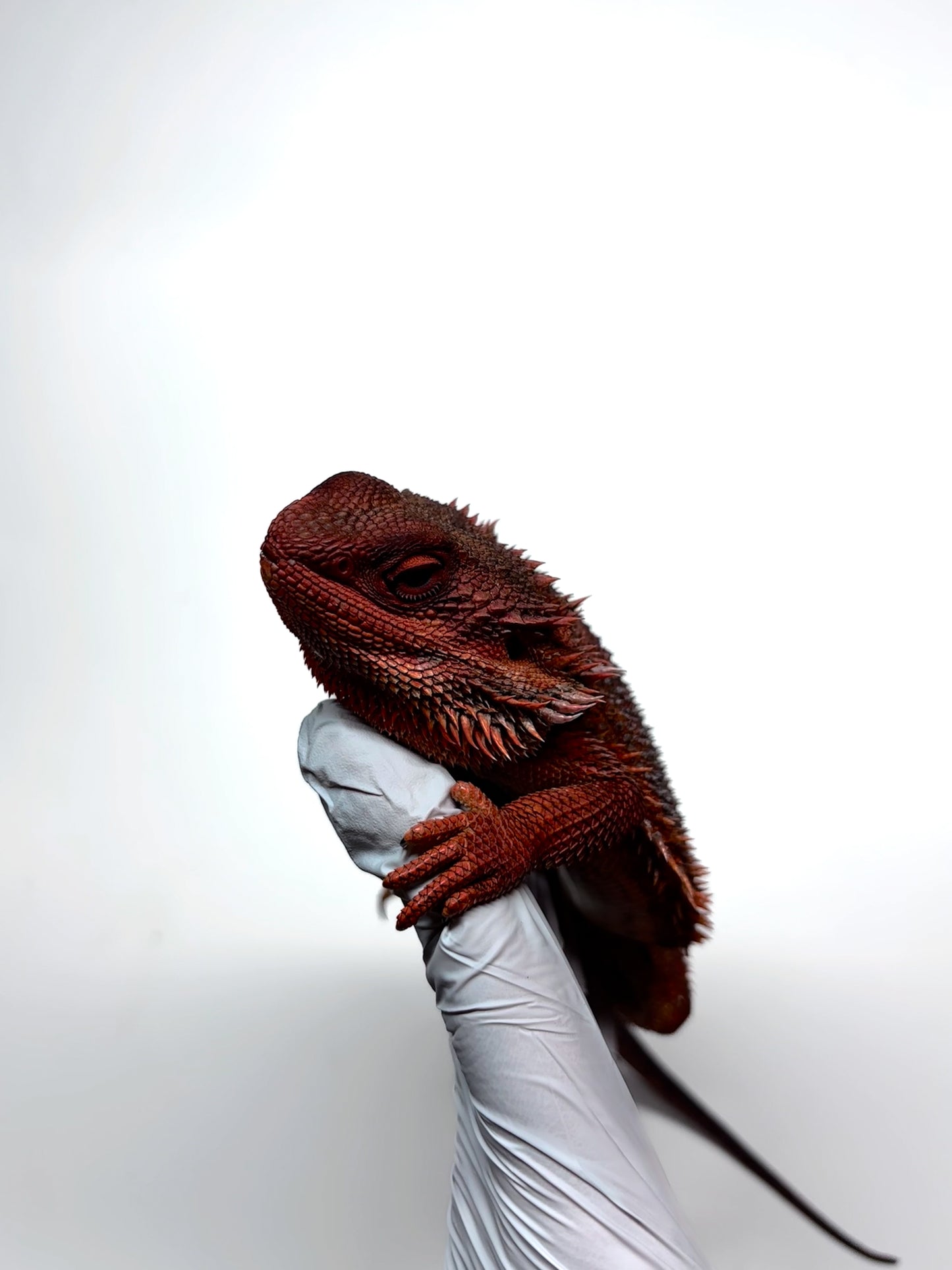 ❄️🩸#1 ADULT Red Monster Blue Tiger🩸🐯(Holdback Release)