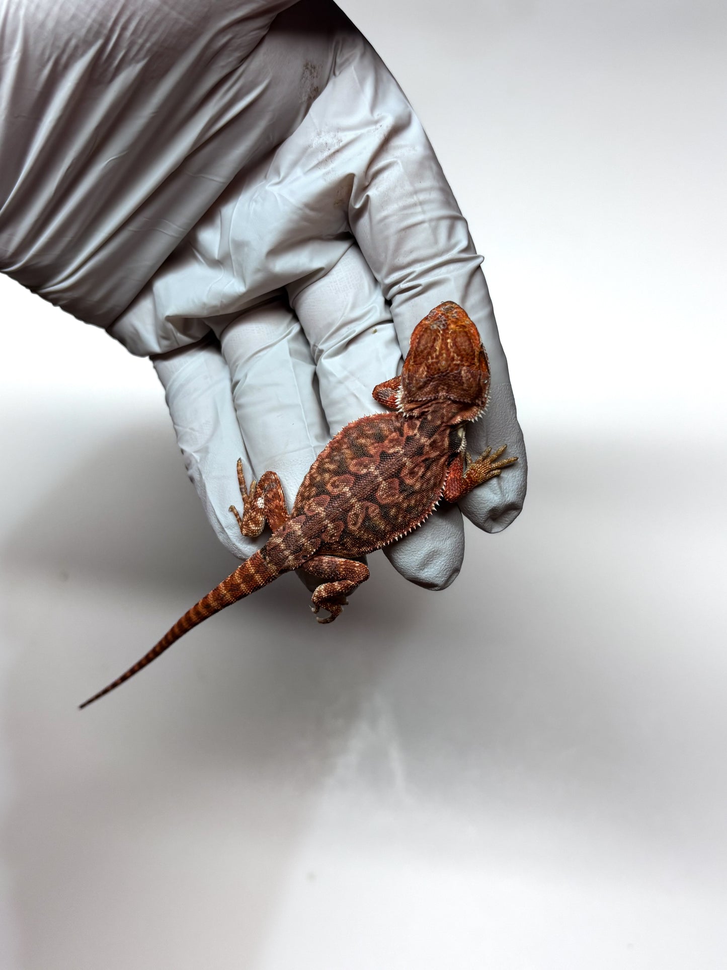 🖤☠️🩸#9 1/2 Red Monster 🩸☠️🖤