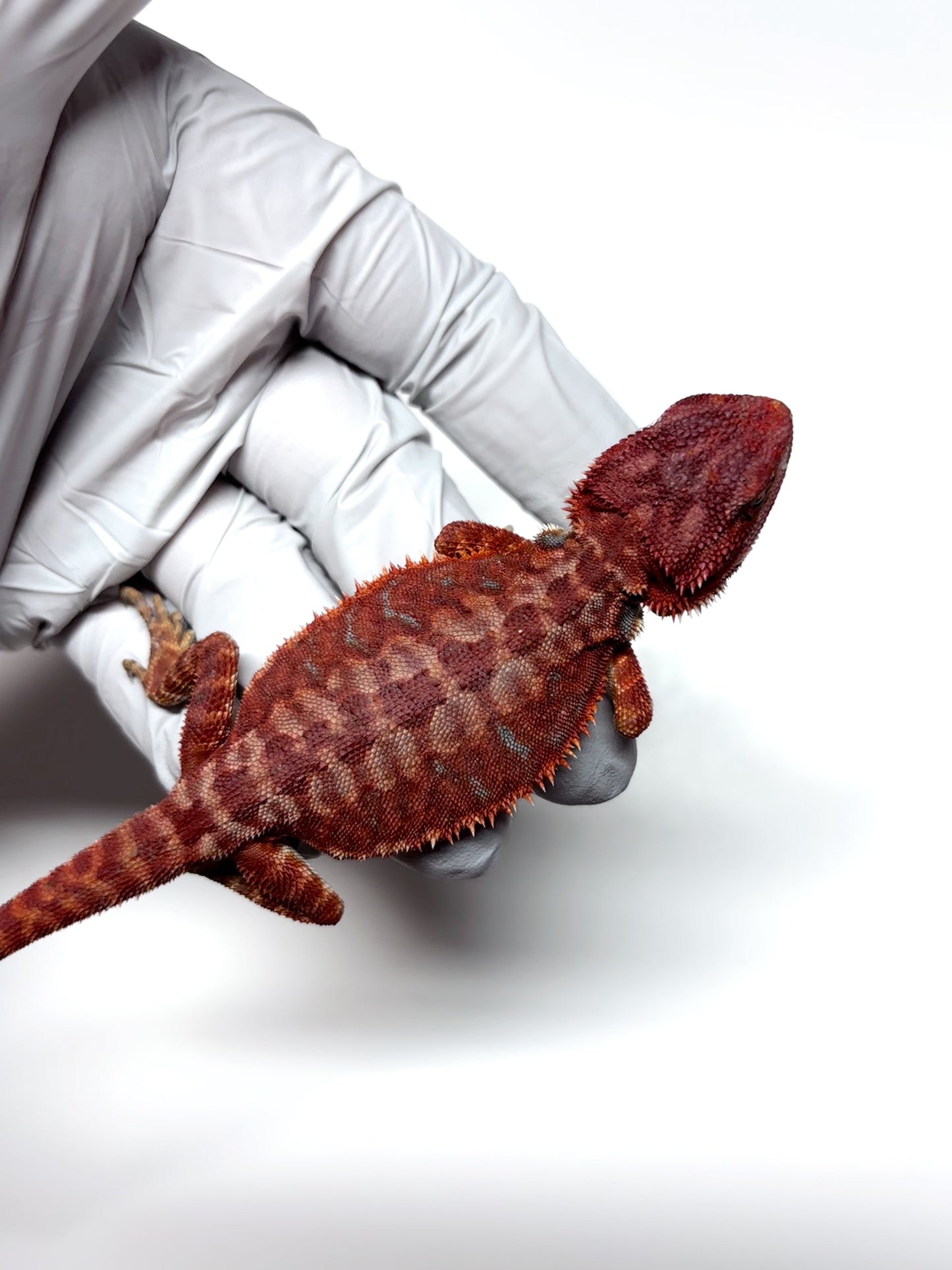 🩸#7 Extreme Dark Red Monster Hypo Leather🩸