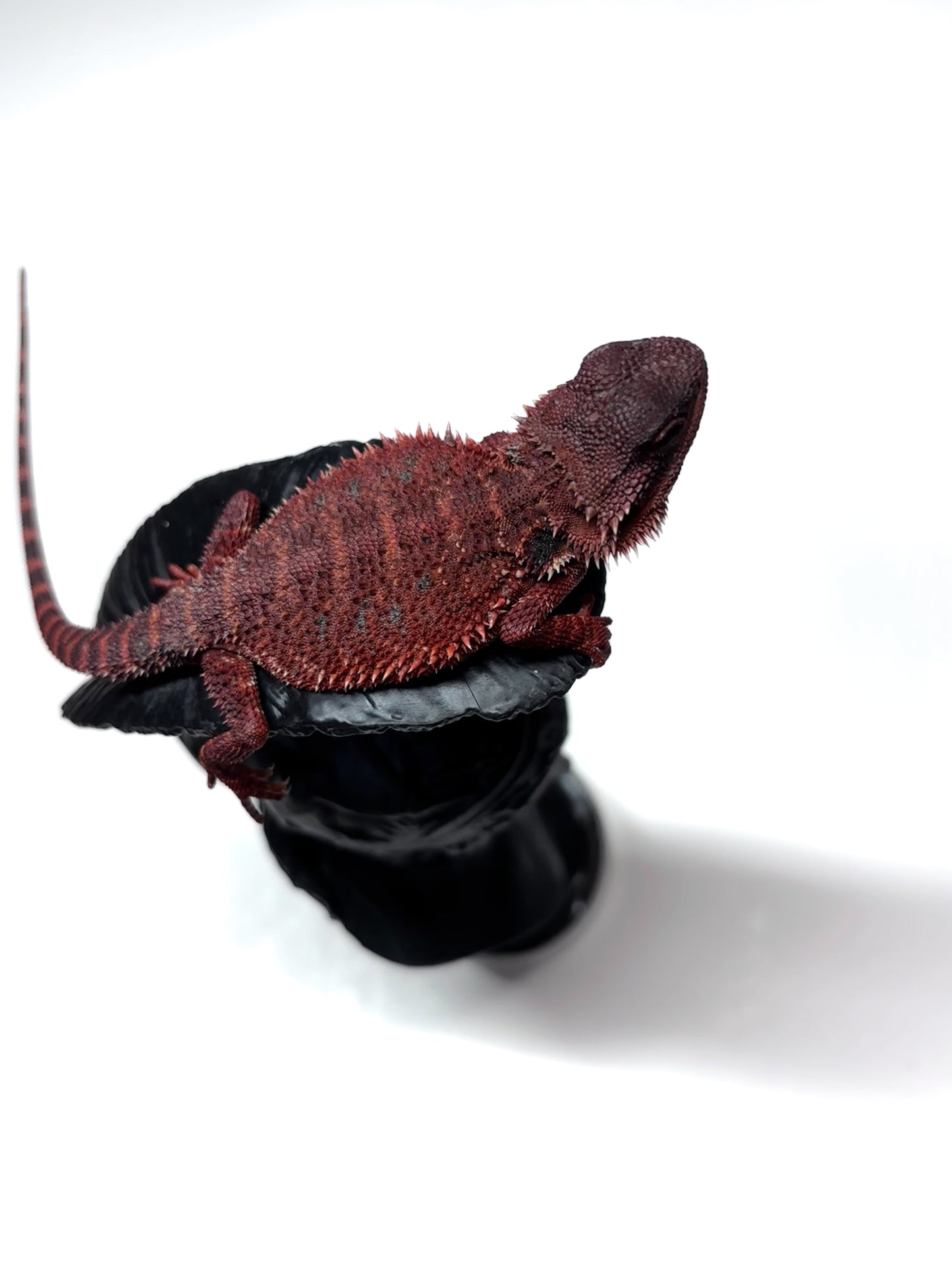 🩸#13 Extreme Dark Red Monster🩸