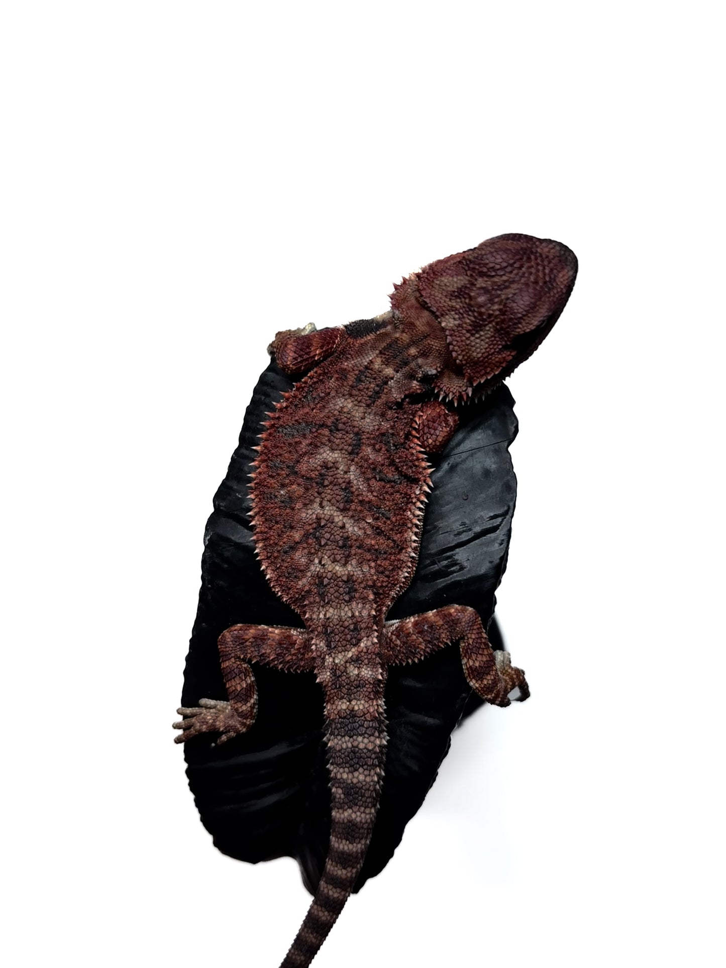 🖤#15 Dark Red Monster🖤