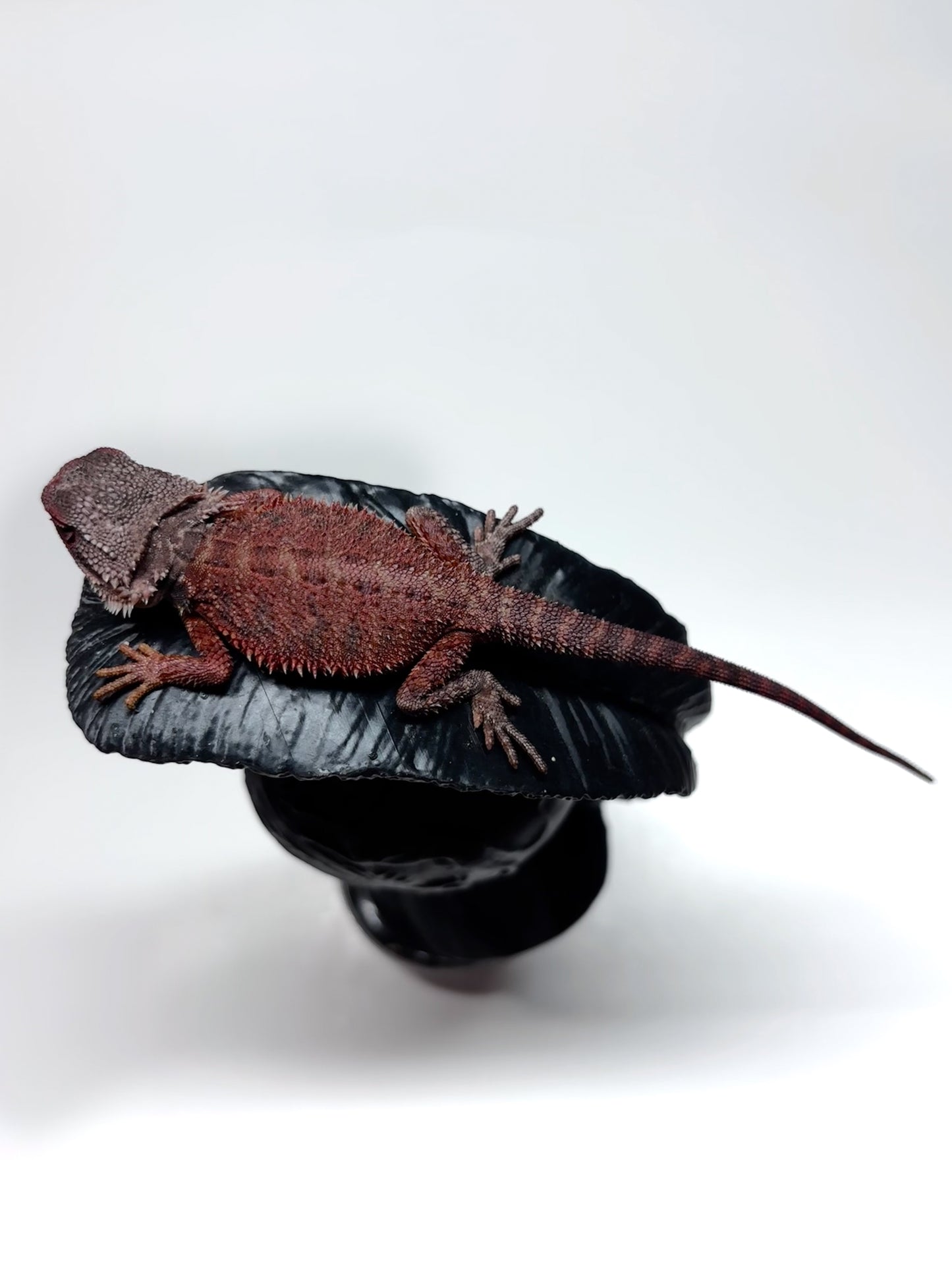 🩸#23 Red Monster Trans Tiger🩸