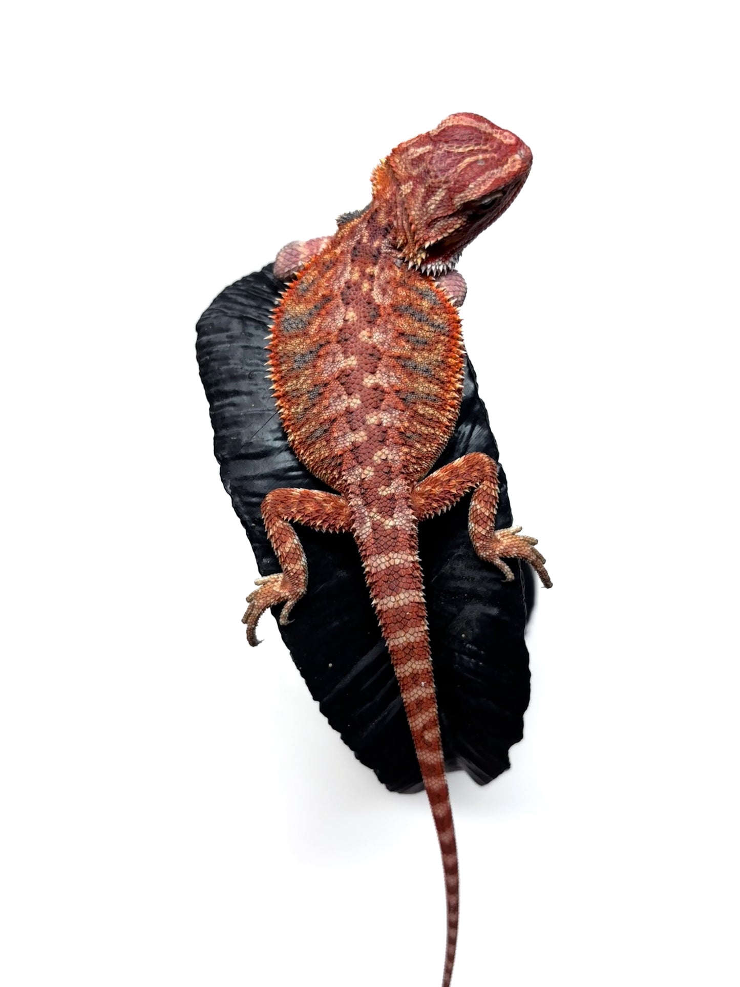 🔥 #27 Half Red Monster Hypo Tiger