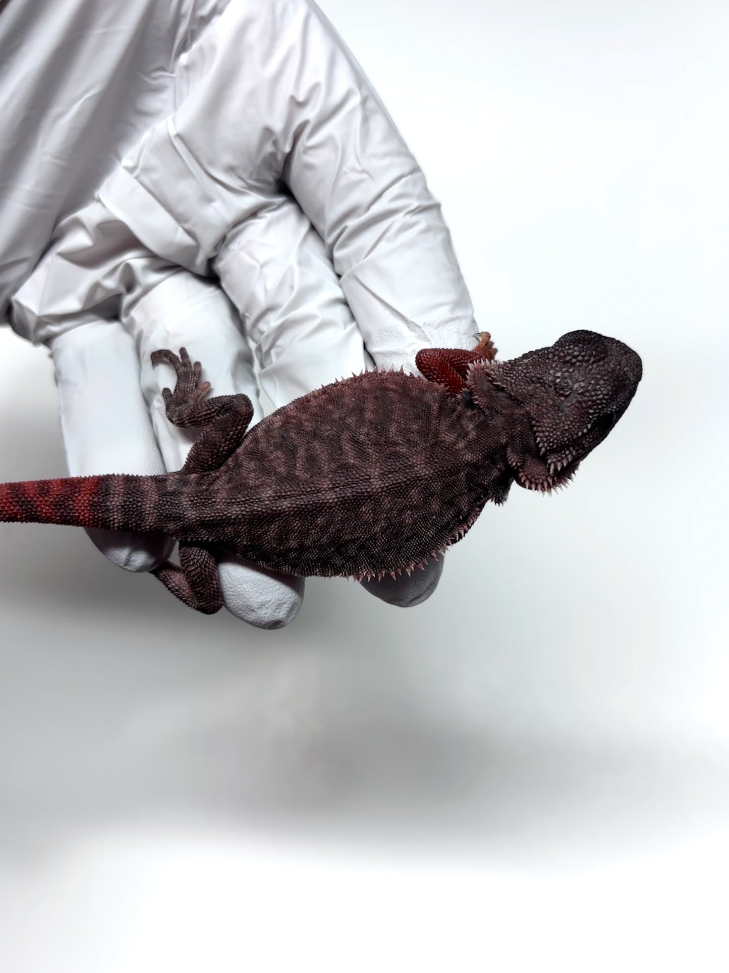 🩸🩸#22 Extreme Dark Red Monster Trans Leatherback🩸🩸