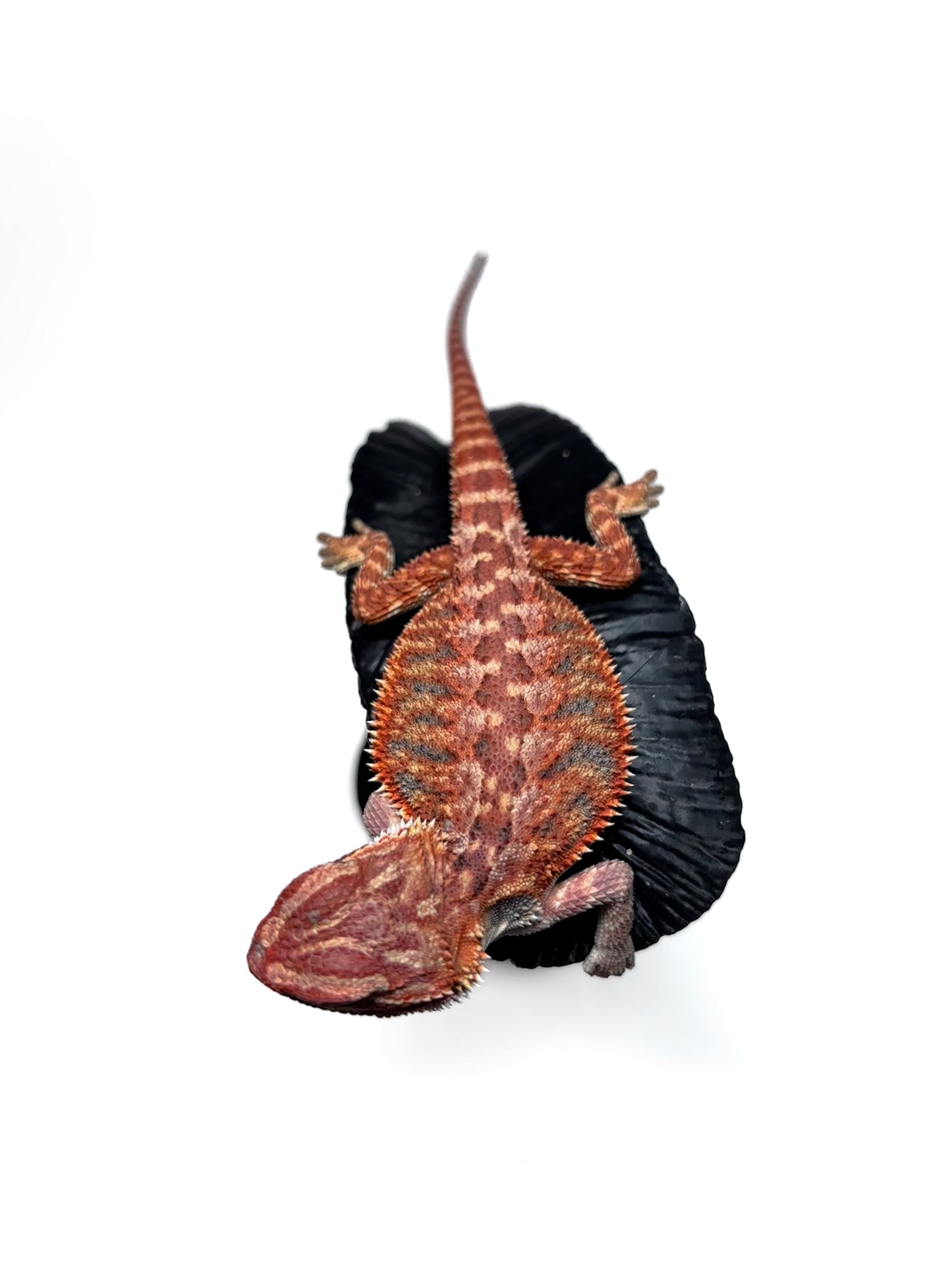 🔥 #27 Half Red Monster Hypo Tiger