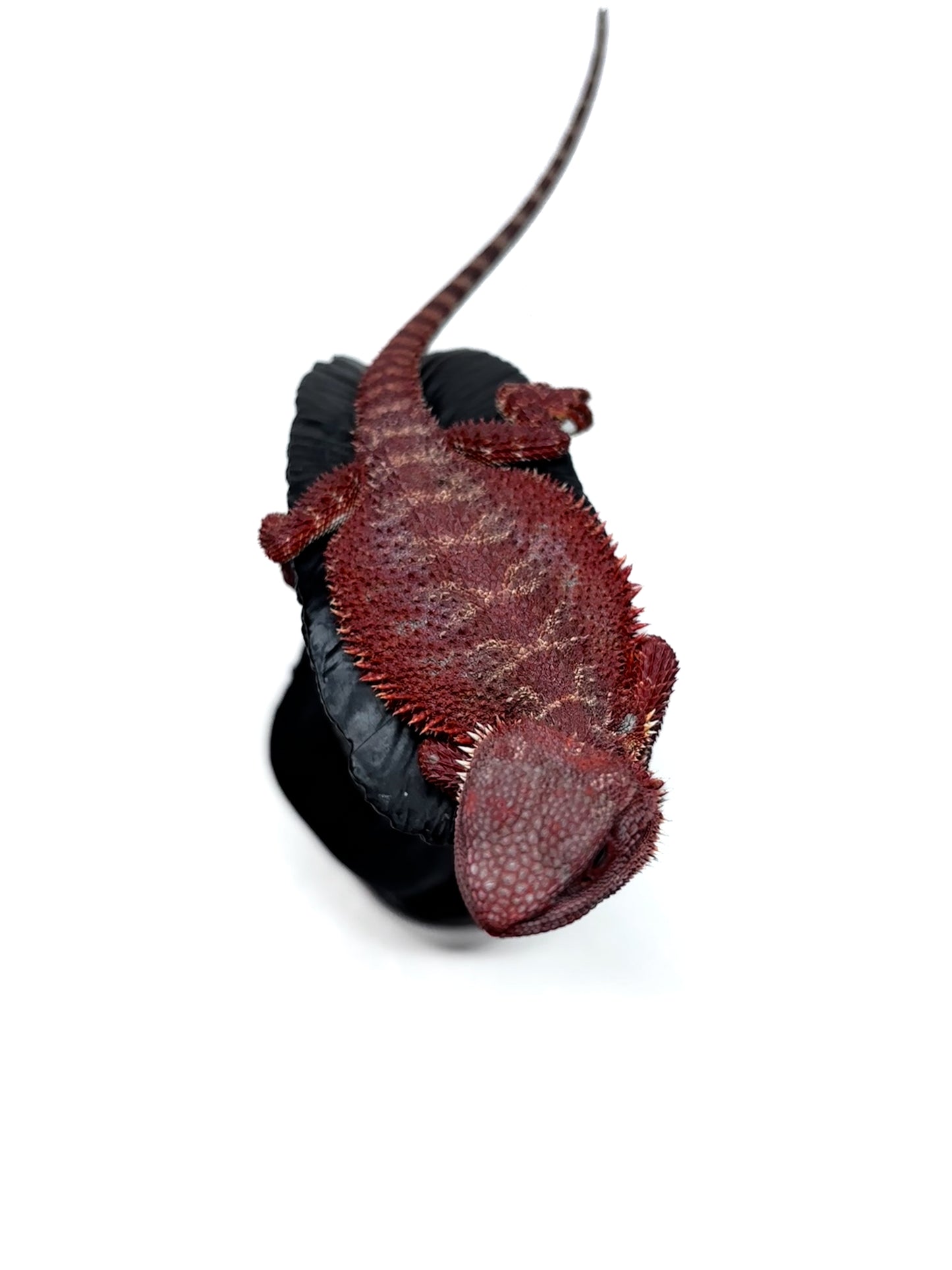 🔥🛑#2 Extreme Dark Hypo RED MONSTER 🛑🔥(Holdback Release)