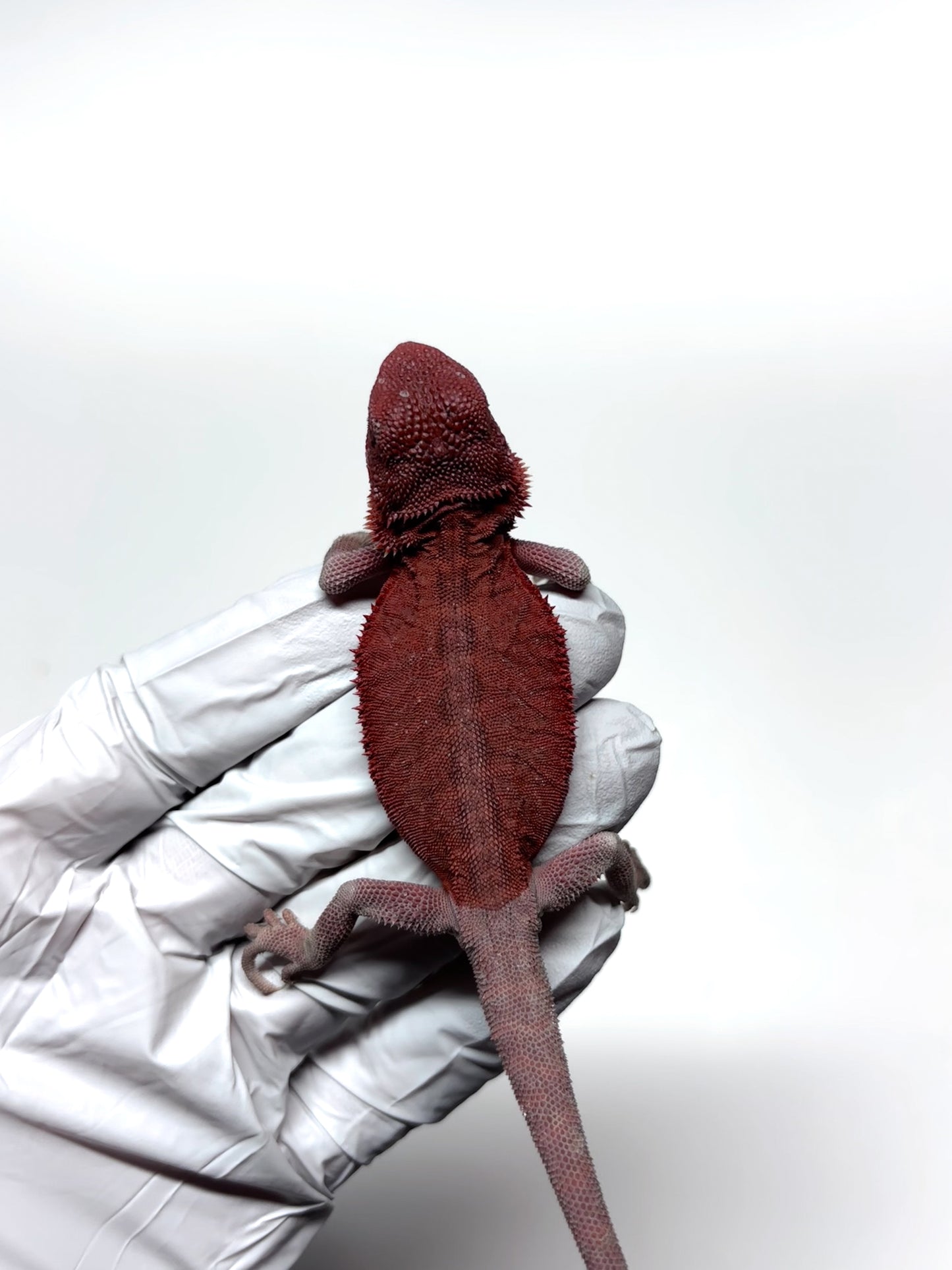 🩸#11 Extreme Red Monster Hypo Trans leather🩸