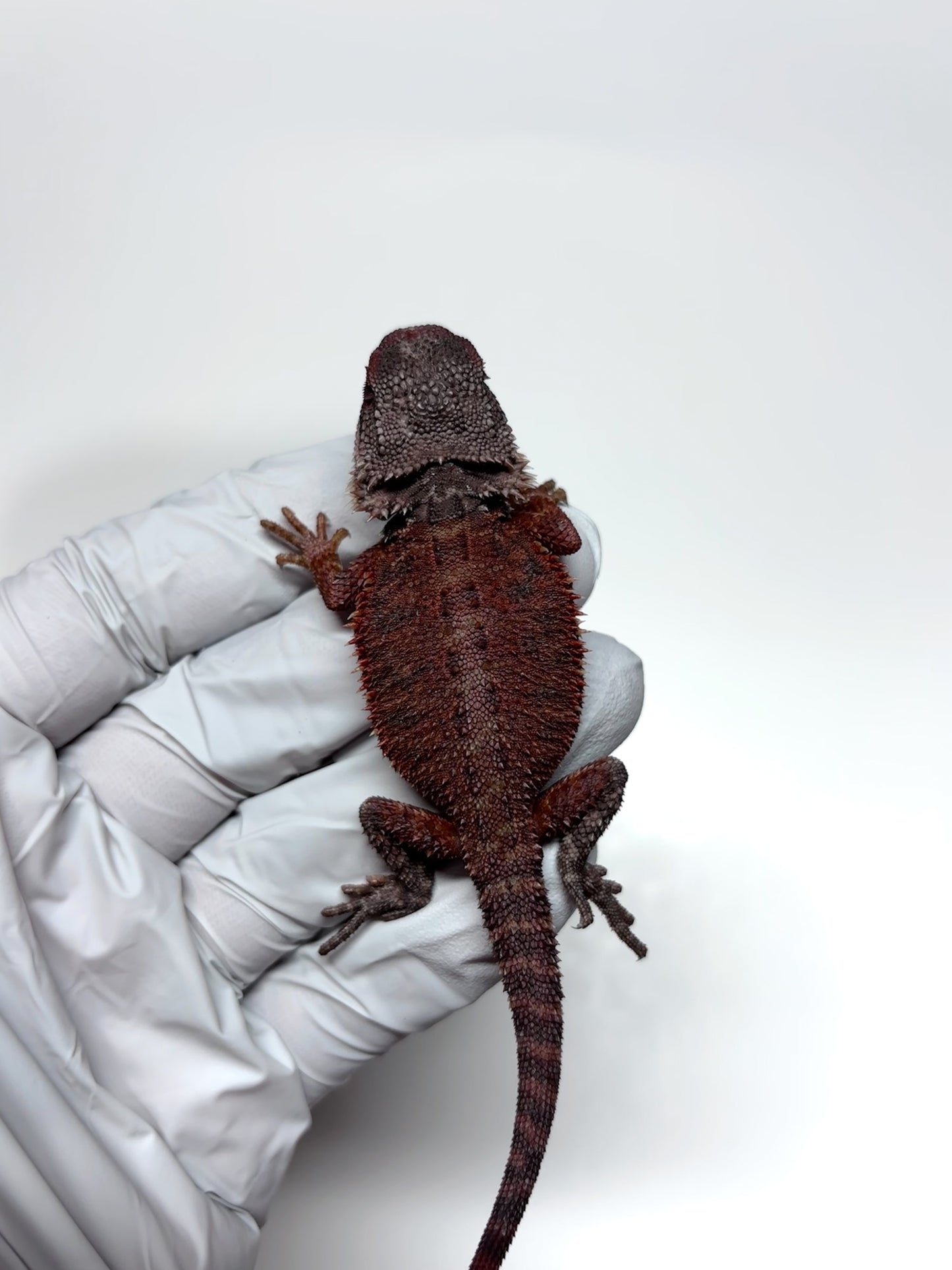 🩸#23 Red Monster Trans Tiger🩸