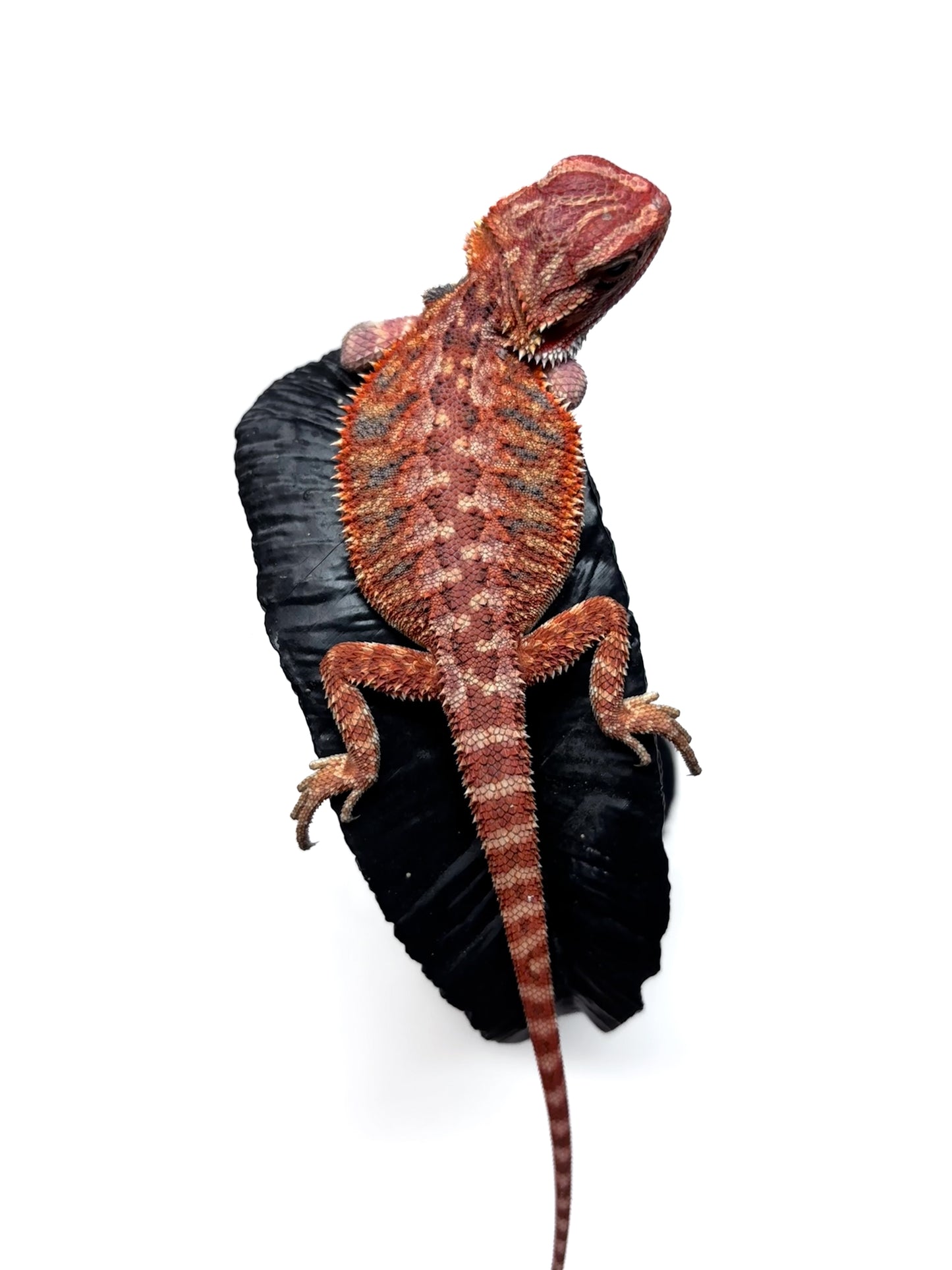 🔥 #27 Half Red Monster Hypo Tiger