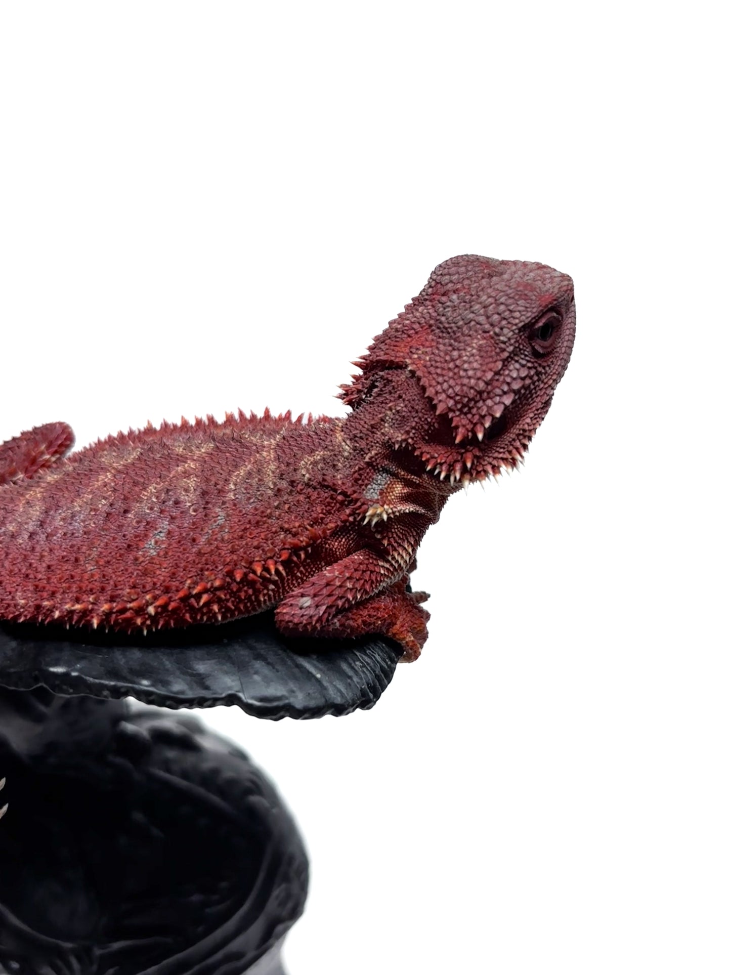 🔥🛑#2 Extreme Dark Hypo RED MONSTER 🛑🔥(Holdback Release)