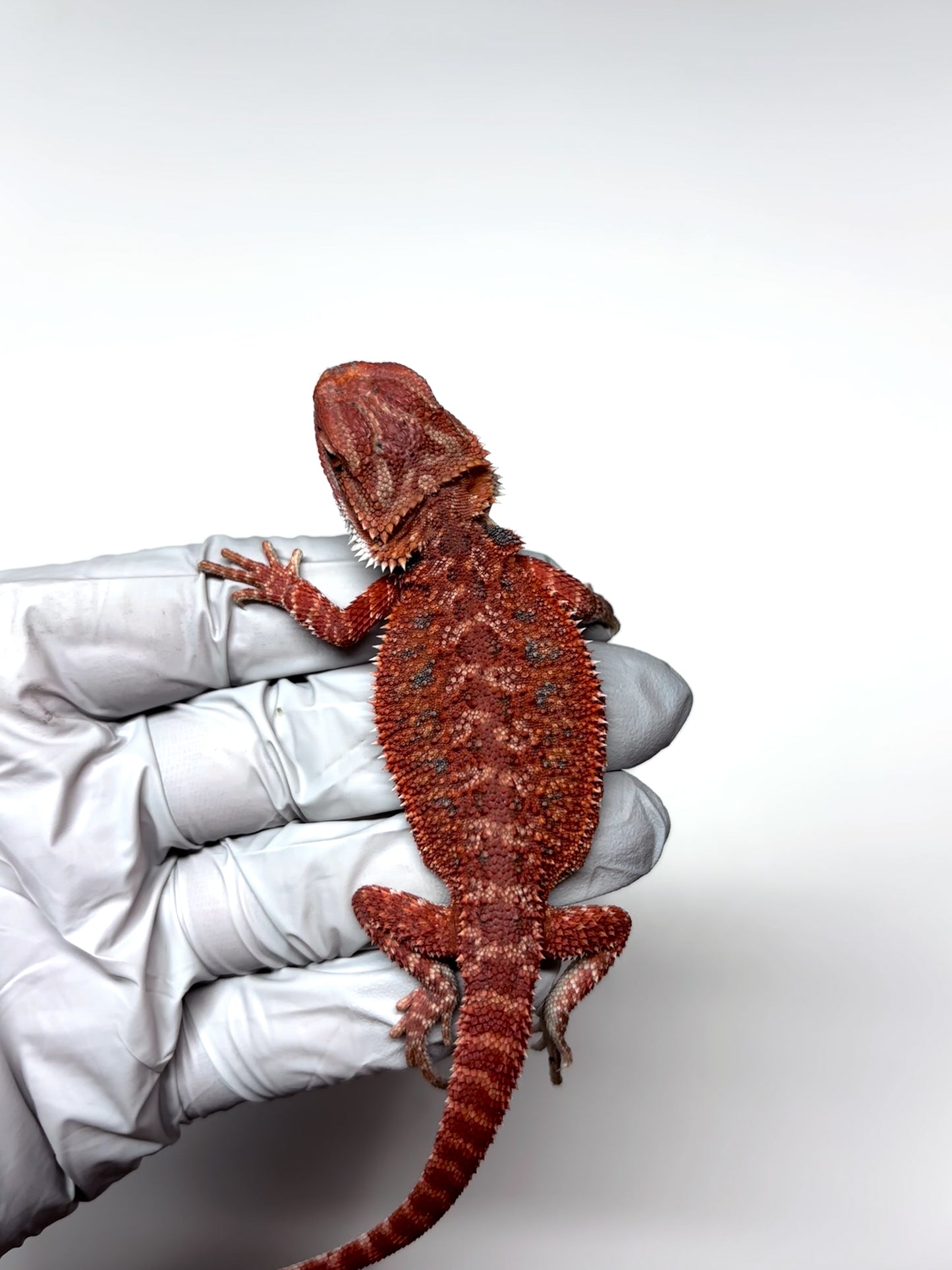 🩸#6 Extreme Dark Red Trans🩸