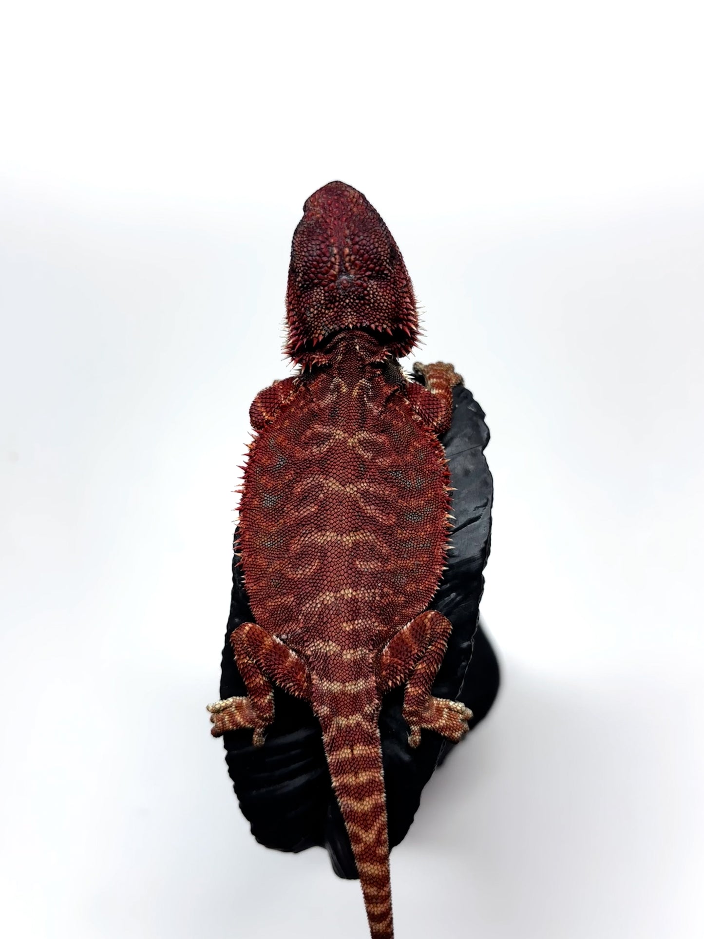 🩸#8 Extreme Dark Red Monster Leather🩸