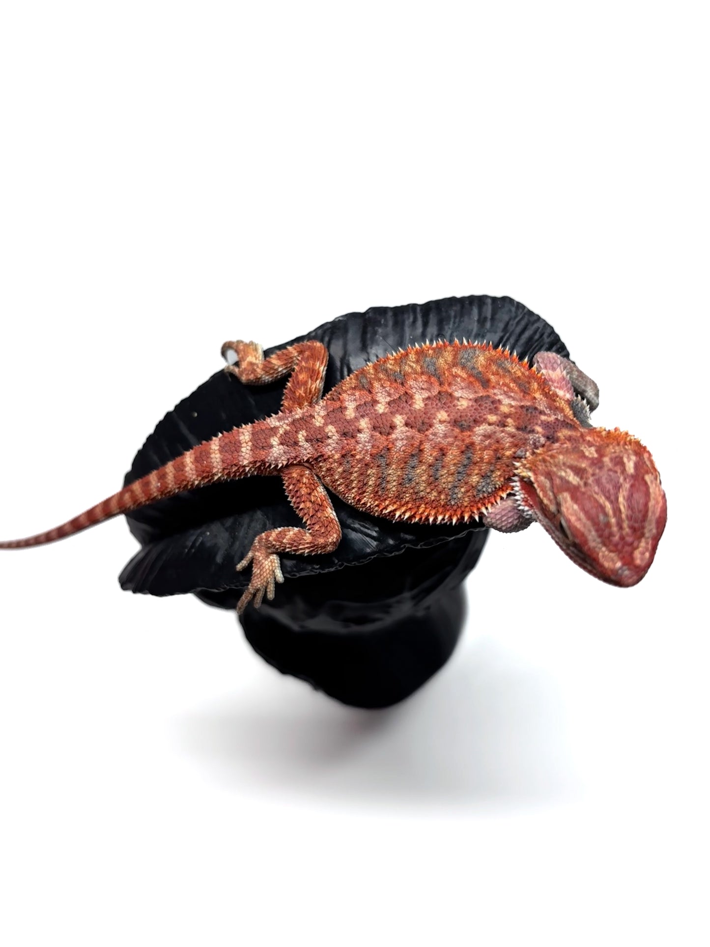 🔥 #27 Half Red Monster Hypo Tiger