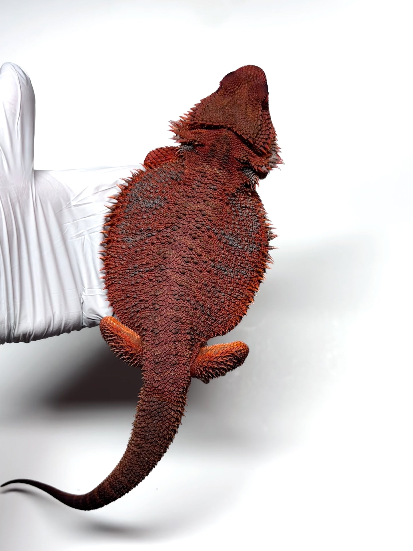 ❄️🩸#1 ADULT Red Monster Blue Tiger🩸🐯(Holdback Release)