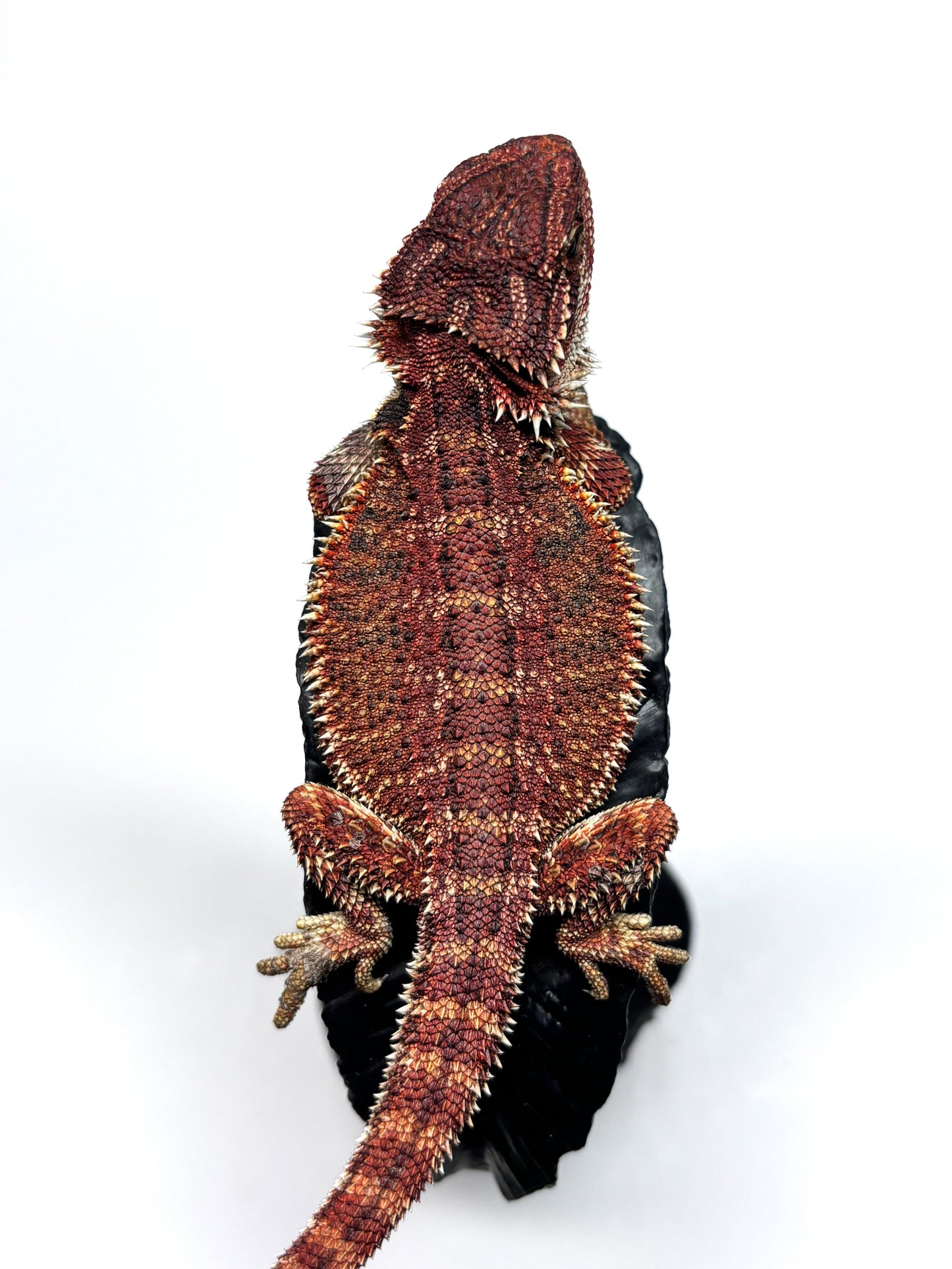 🏎️#20 Red Monster pos G-Stripe🏎️