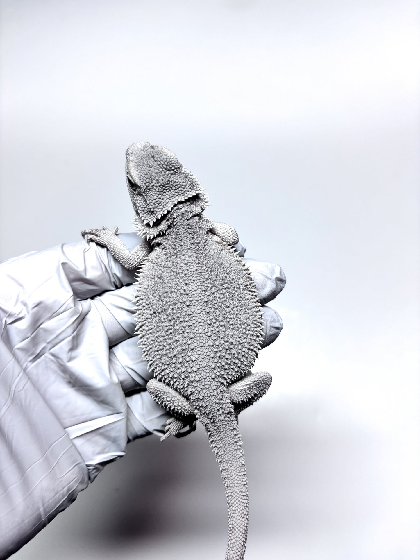 ❄️ #19 Hypo Zero❄️