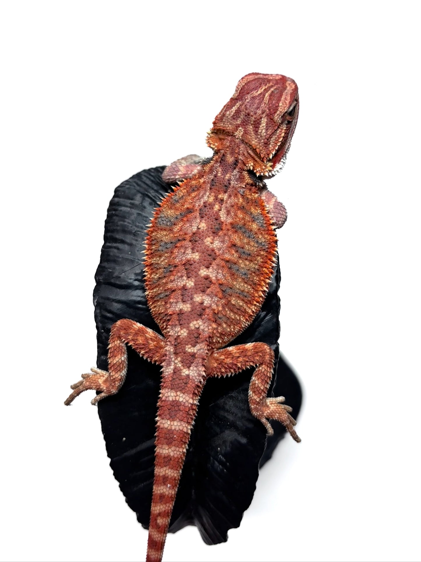 🔥 #27 Half Red Monster Hypo Tiger