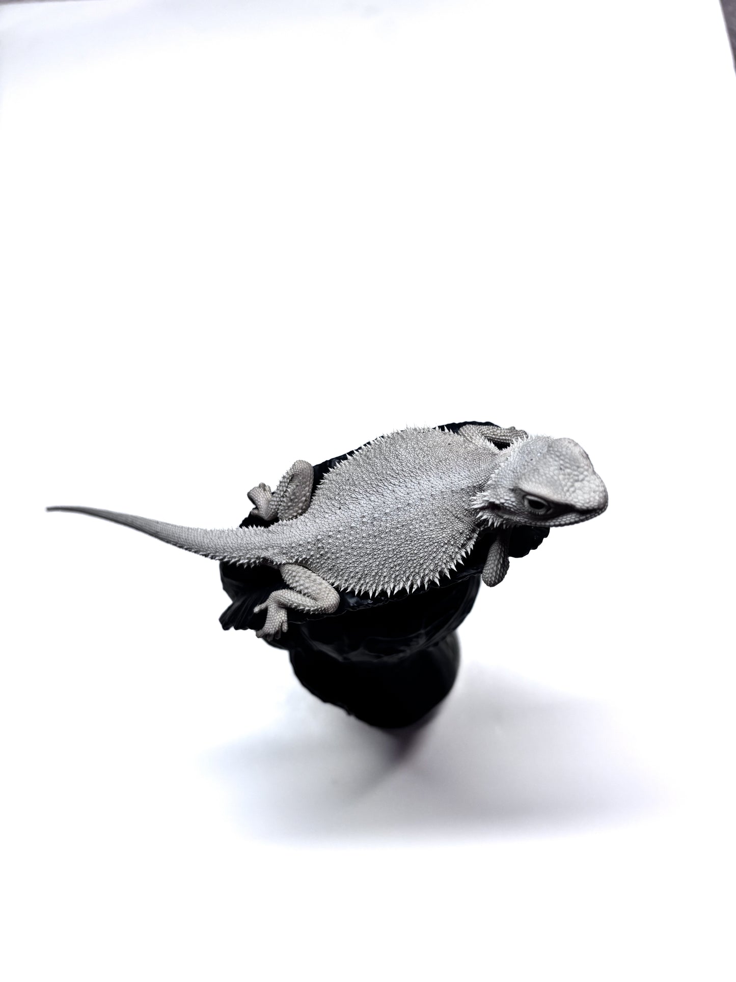 ❄️#14 Hypo Zero❄️