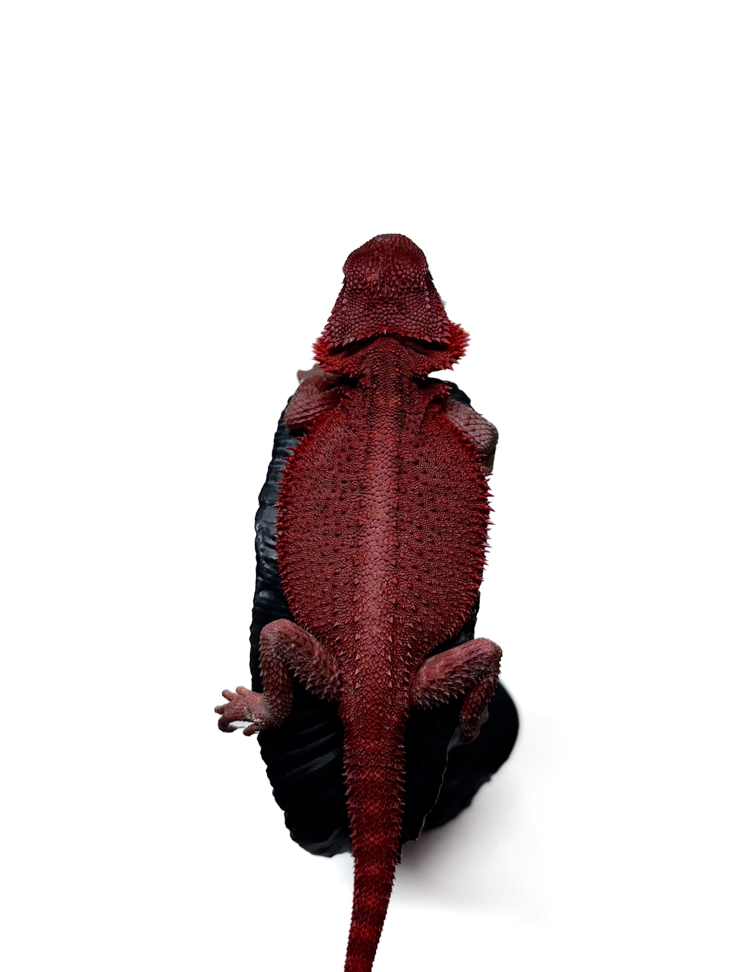 🩸 #4 Extreme Dark Red Monster Trans🩸